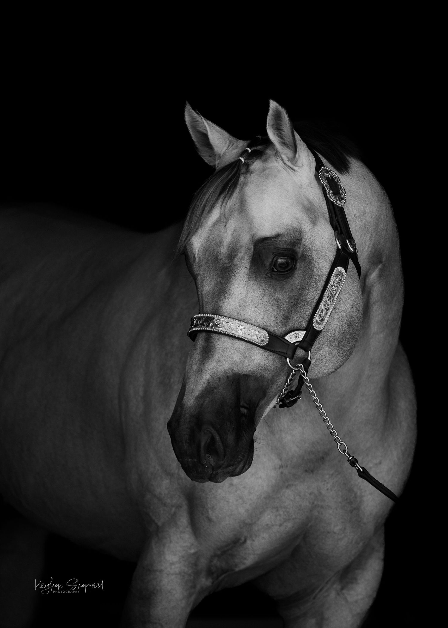 Equine portfolio by Brisbane photographer Kayleen Sheppard, capturing authentic horse and rider connection across Dayboro and Queensland.