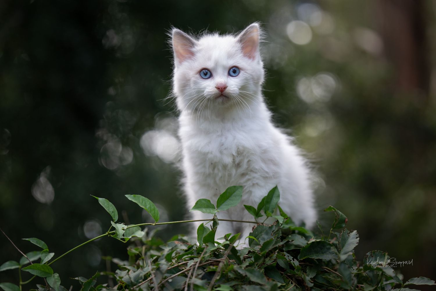 Kayleen Sheppard Photography is a professional equine and wildlife photographer based in Brisbane.