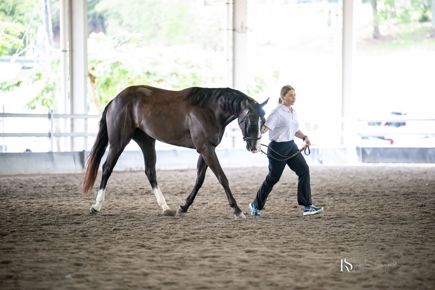 Professional equine photography portfolio featuring western performance horses, heartfelt portraits and show season imagery in Queensland.