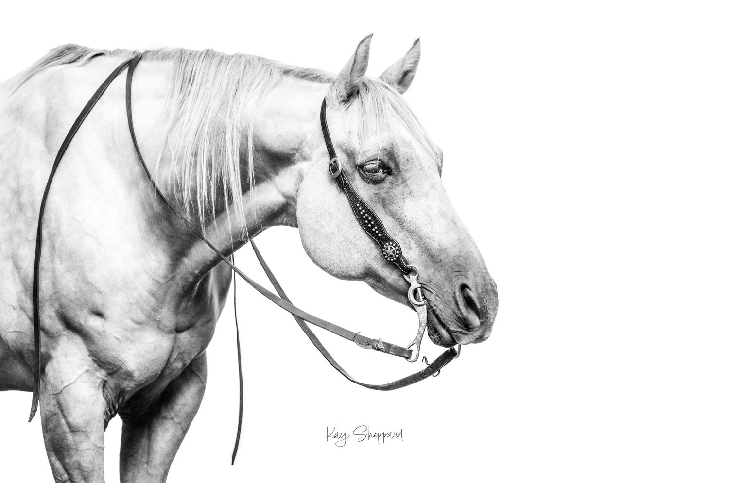 Equine portfolio by Brisbane photographer Kayleen Sheppard, capturing authentic horse and rider connection across Dayboro and Queensland.