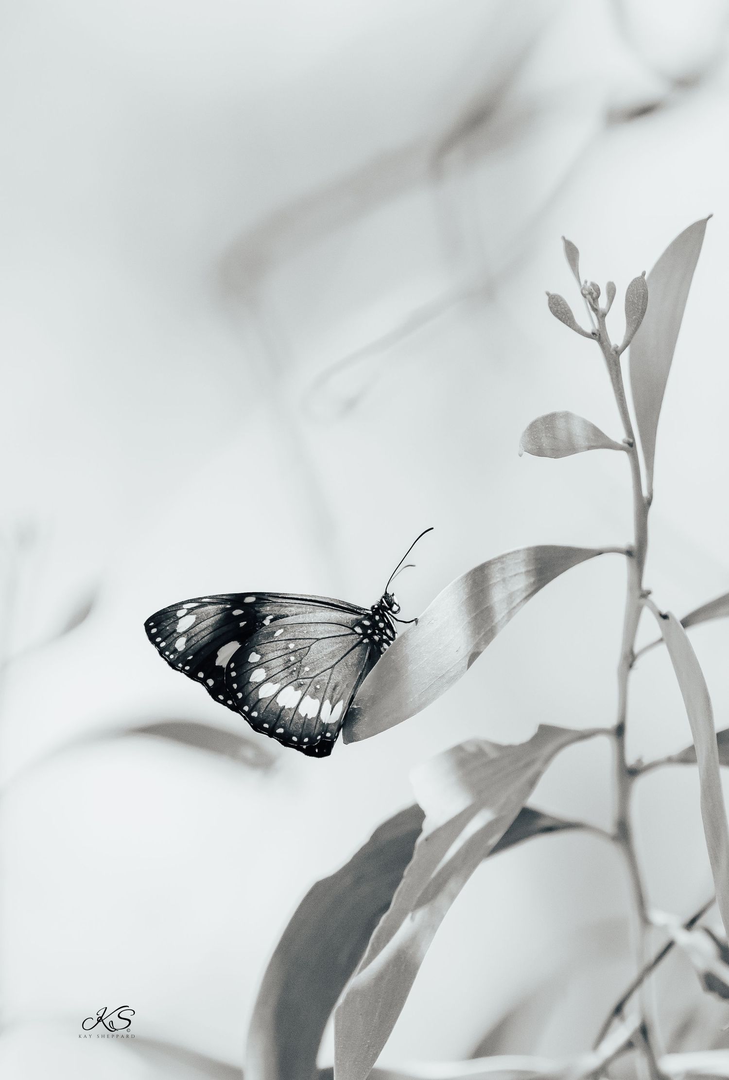 Kayleen Sheppard Photography is a professional equine and wildlife photographer based in Brisbane.