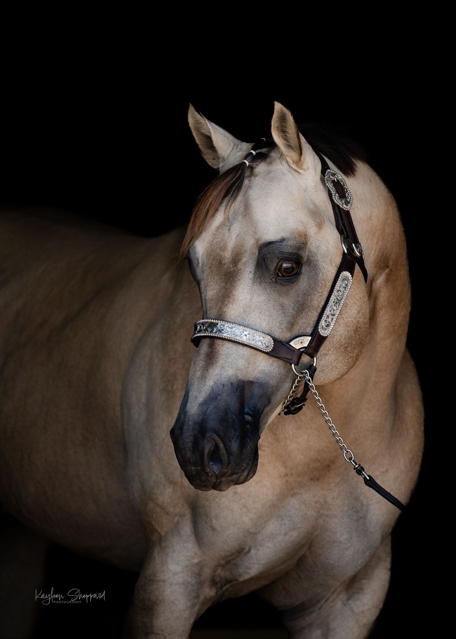 Equine portfolio by Brisbane photographer Kayleen Sheppard, capturing authentic horse and rider connection across Dayboro and Queensland.