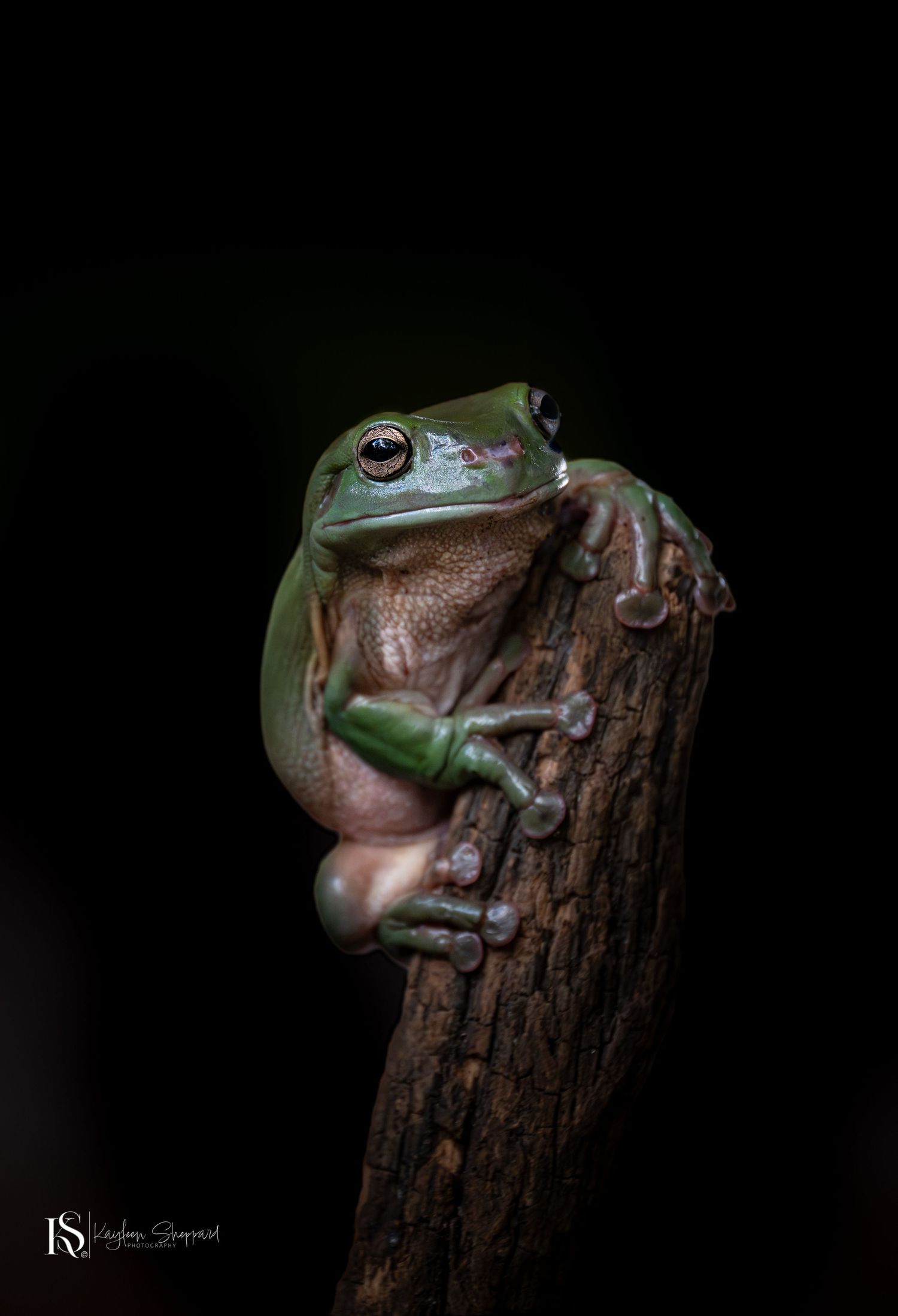 Wildlife photography portfolio showcasing Australian animals and landscapes, available as premium fine art wall art prints in Brisbane.