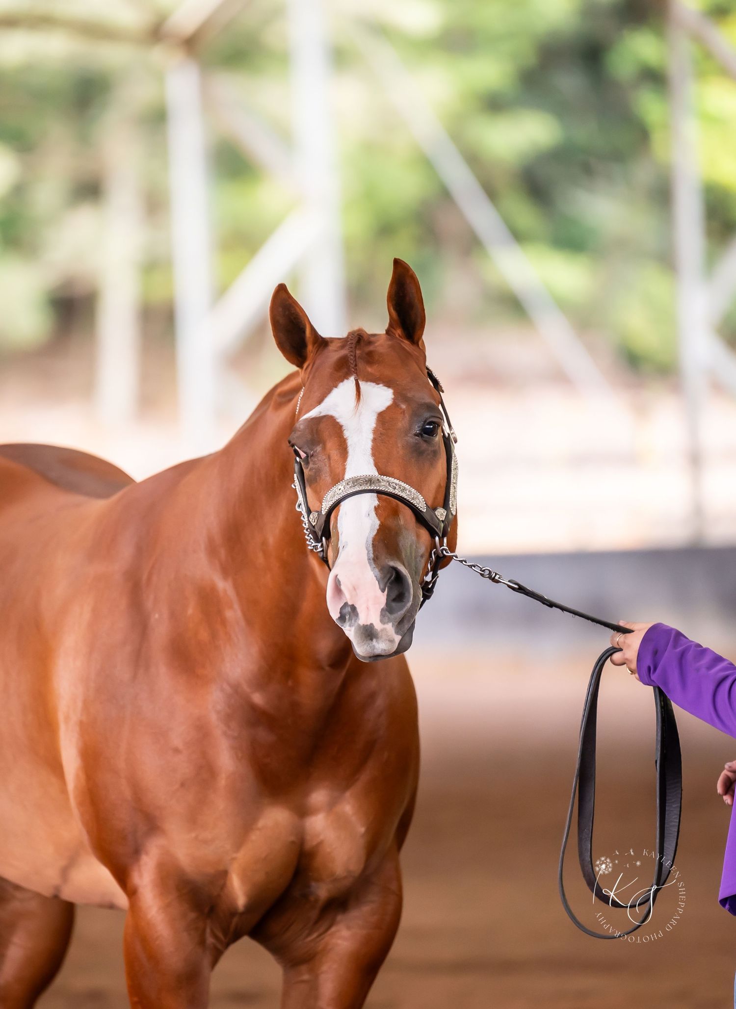 Professional equine photography portfolio featuring western performance horses, heartfelt portraits and show season imagery in Queensland.