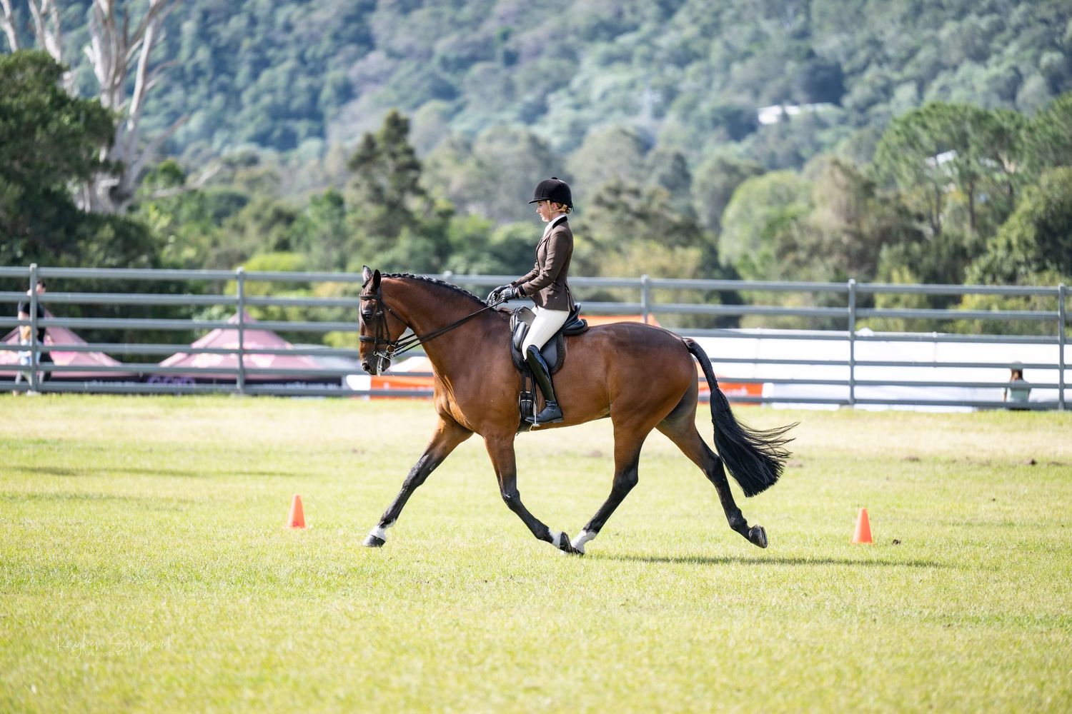 Professional equine photography portfolio featuring western performance horses, heartfelt portraits and show season imagery in Queensland.