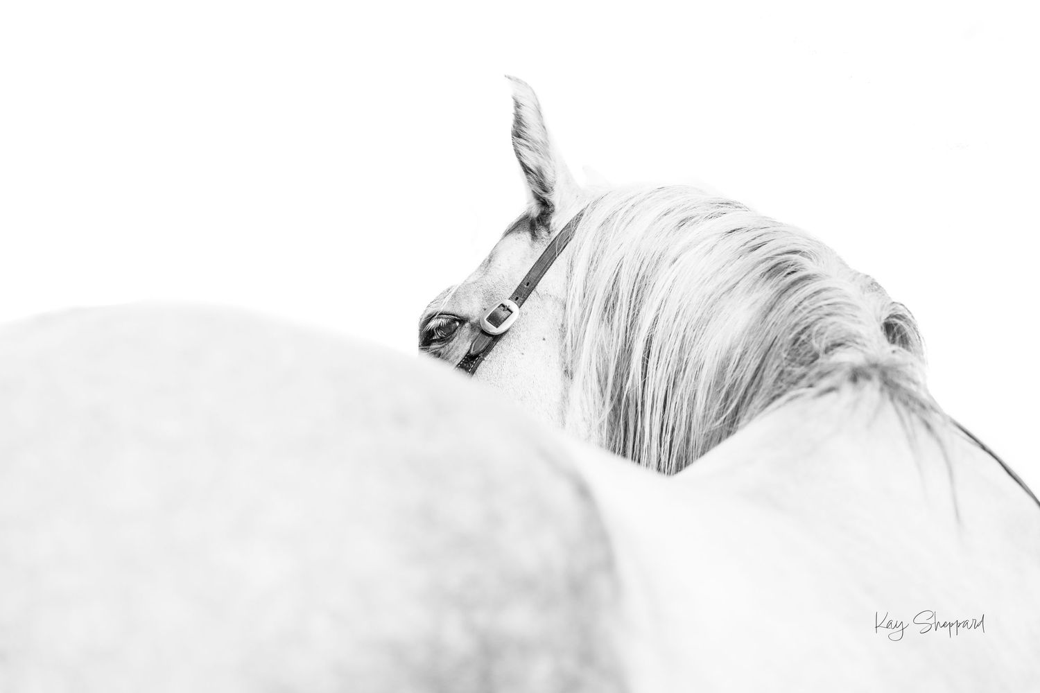 Equine portfolio by Brisbane photographer Kayleen Sheppard, capturing authentic horse and rider connection across Dayboro and Queensland.