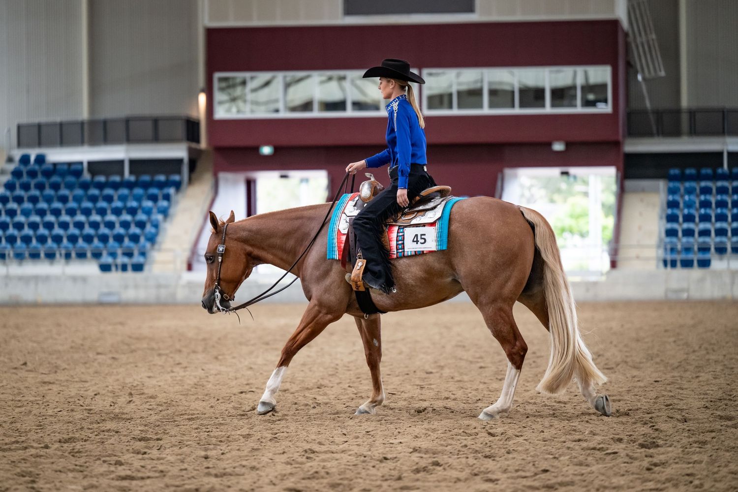 Professional equine photography portfolio featuring western performance horses, heartfelt portraits and show season imagery in Queensland.