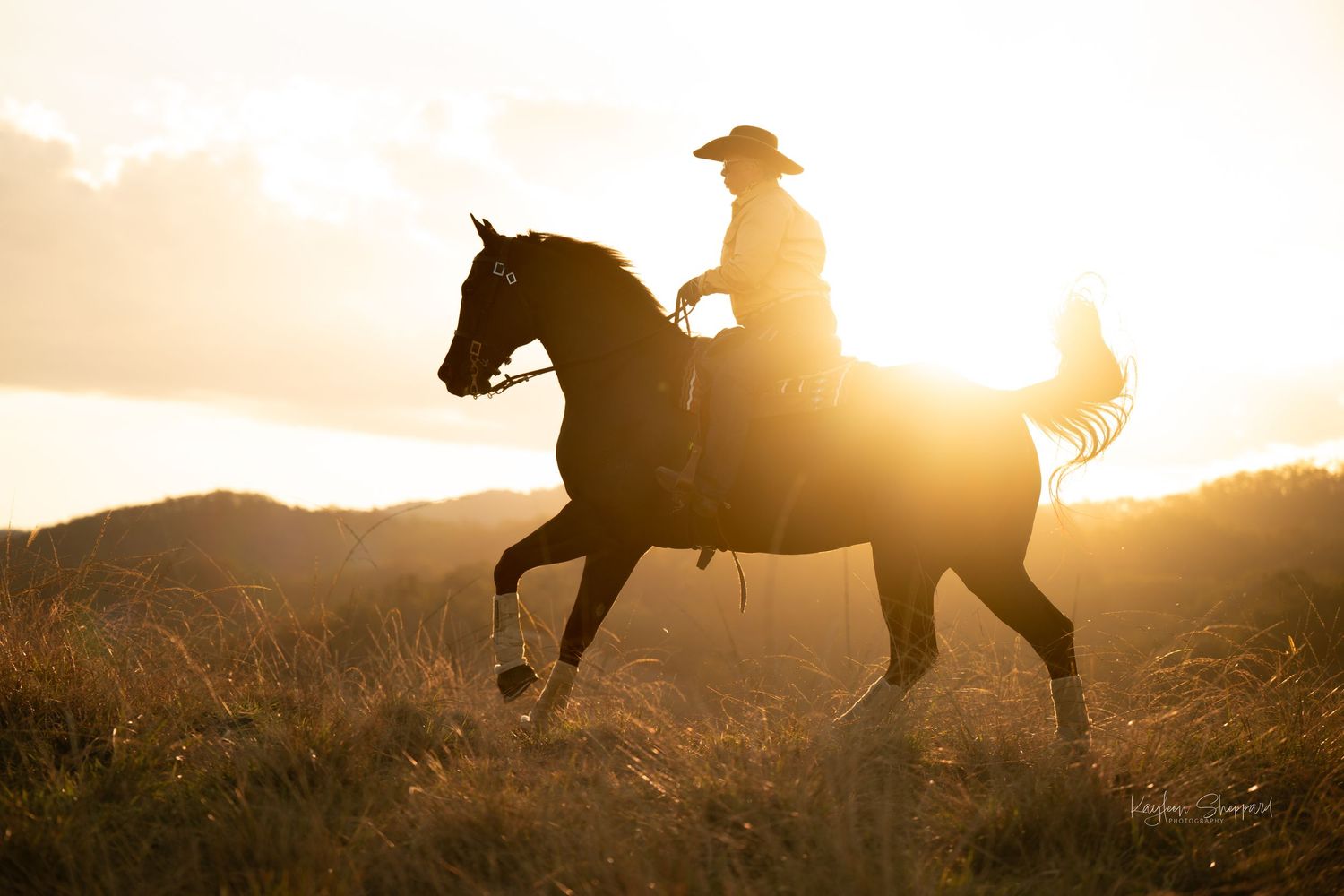 Equine portfolio by Brisbane photographer Kayleen Sheppard, capturing authentic horse and rider connection across Dayboro and Queensland.