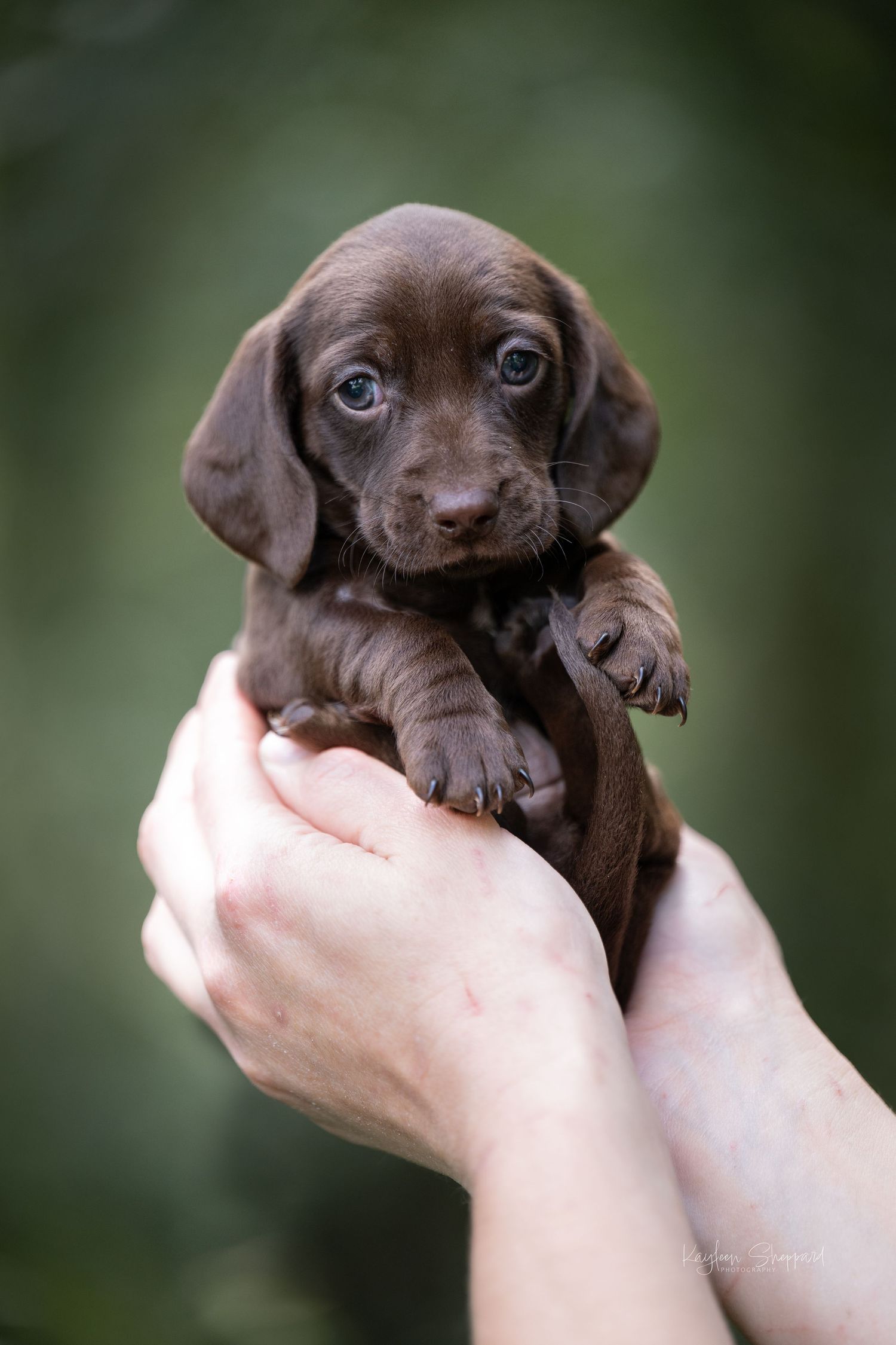 Kayleen Sheppard Photography is a professional equine and wildlife photographer based in Brisbane.