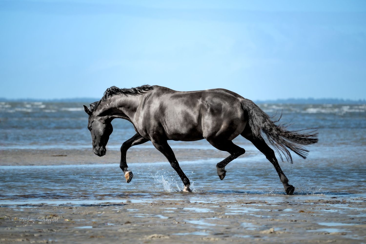 Kayleen Sheppard Photography is a professional equine and wildlife photographer based in Brisbane.