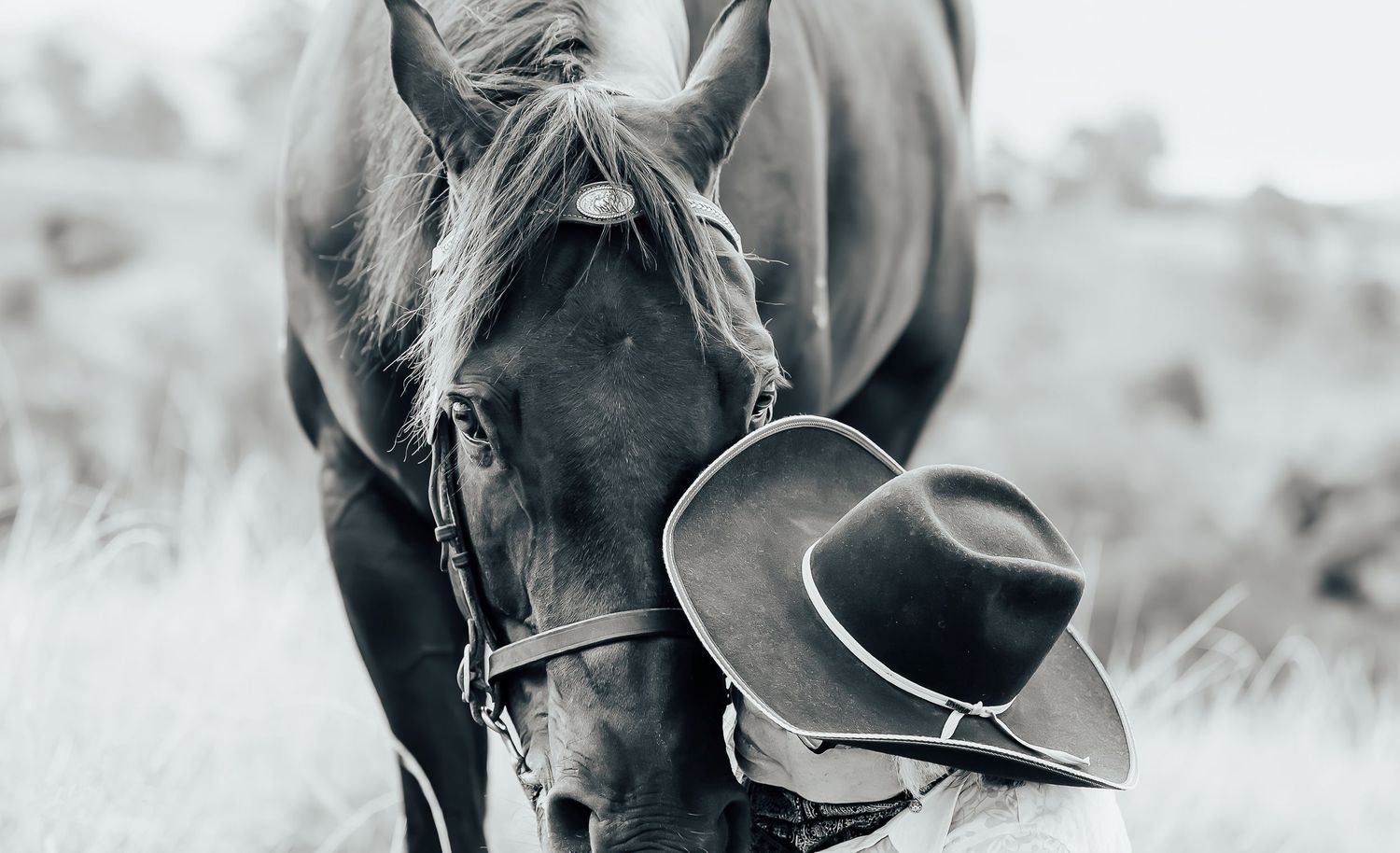 Equine portfolio by Brisbane photographer Kayleen Sheppard, capturing authentic horse and rider connection across Dayboro and Queensland.