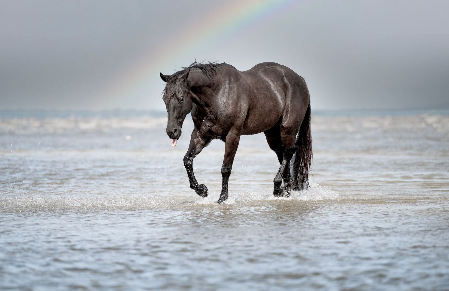 Equine portfolio by Brisbane photographer Kayleen Sheppard, capturing authentic horse and rider connection across Dayboro and Queensland.