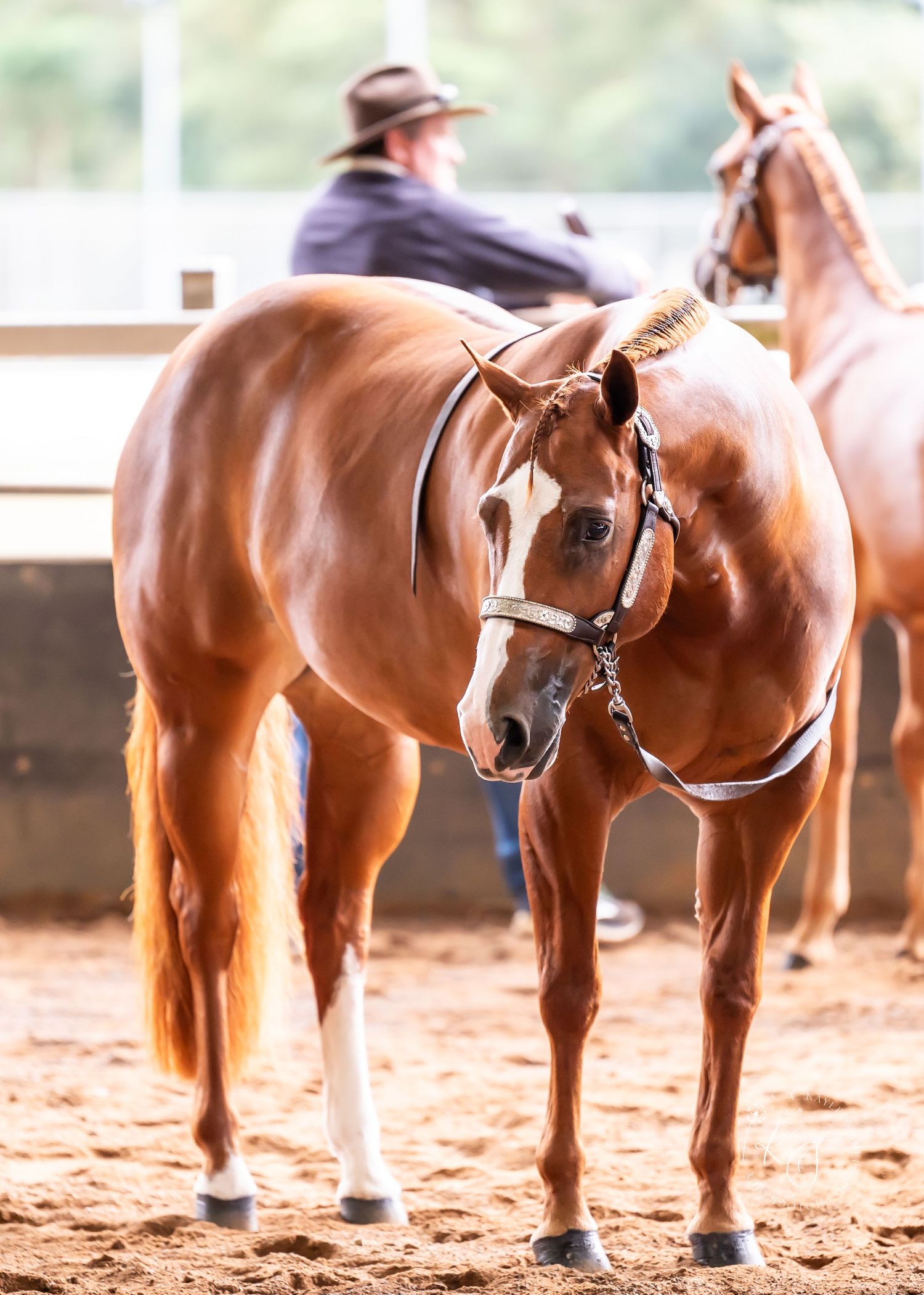 Professional equine photography portfolio featuring western performance horses, heartfelt portraits and show season imagery in Queensland.