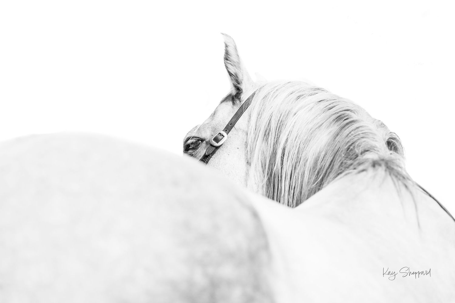 Kayleen Sheppard Photography is a professional equine and wildlife photographer based in Brisbane.