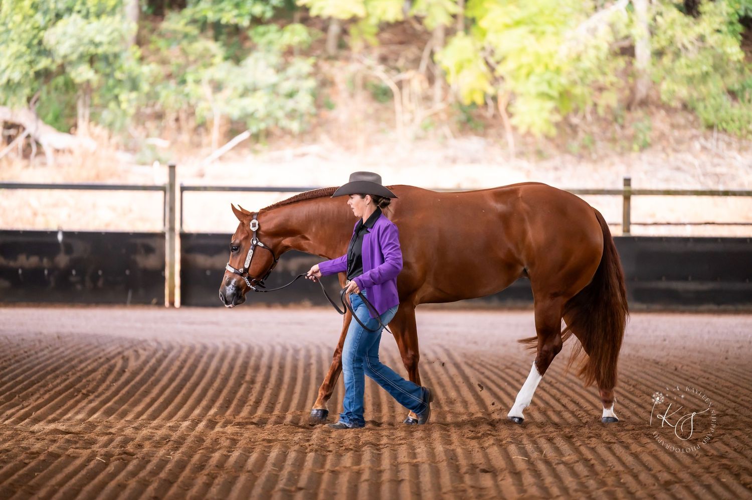 Professional equine photography portfolio featuring western performance horses, heartfelt portraits and show season imagery in Queensland.