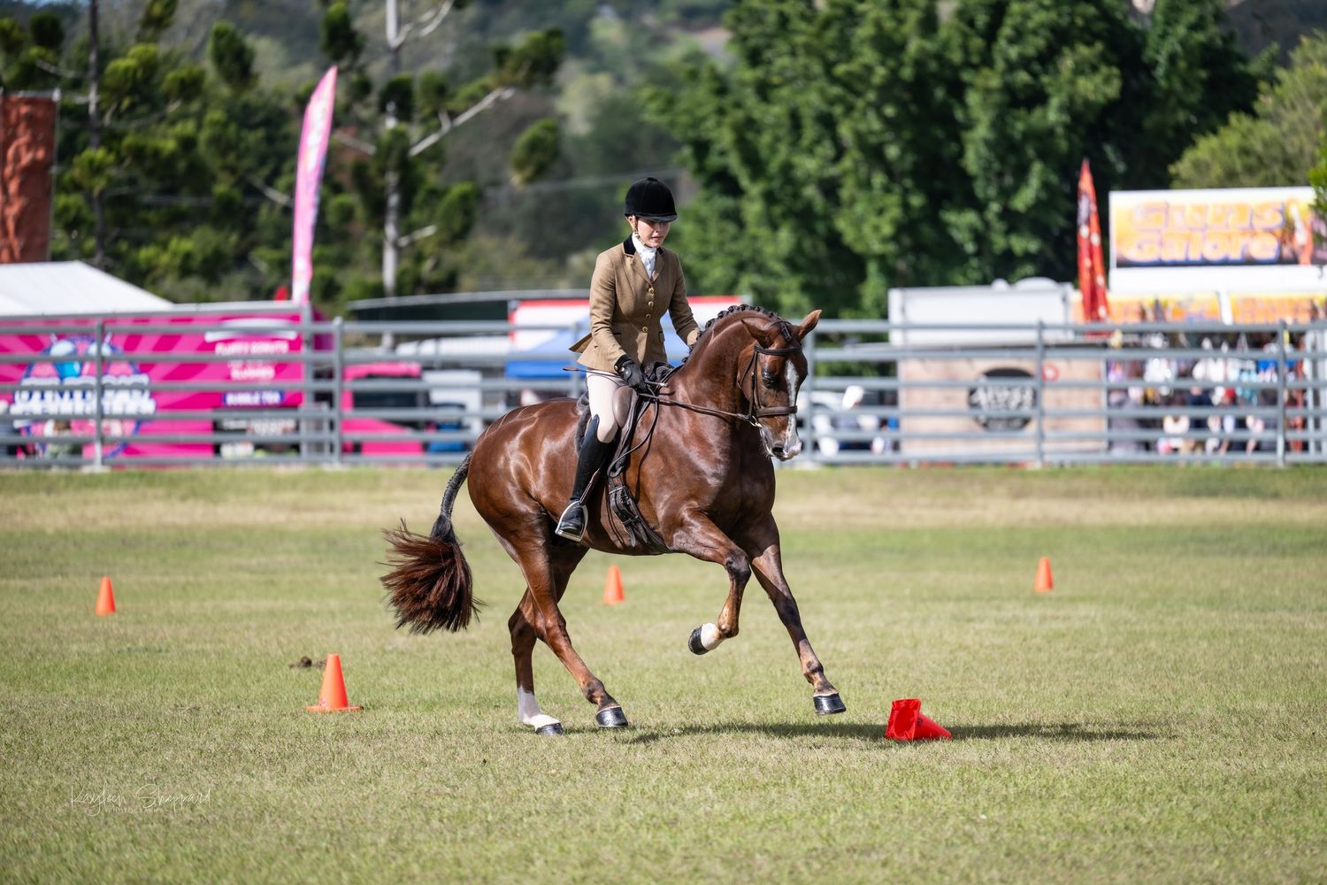 Professional equine photography portfolio featuring western performance horses, heartfelt portraits and show season imagery in Queensland.