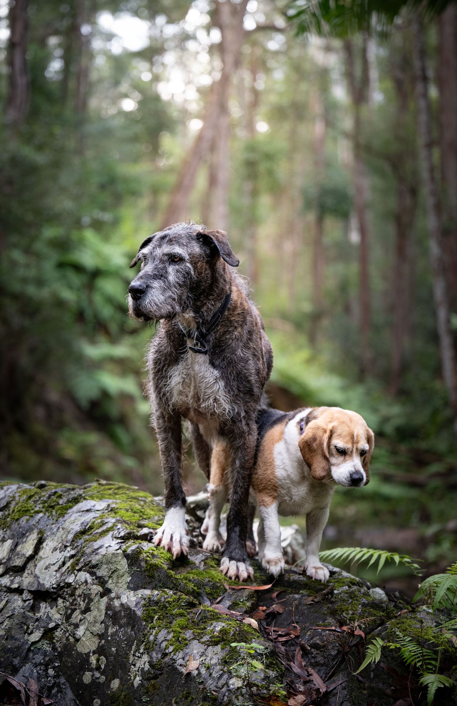 Kayleen Sheppard Photography is a professional equine and wildlife photographer based in Brisbane.