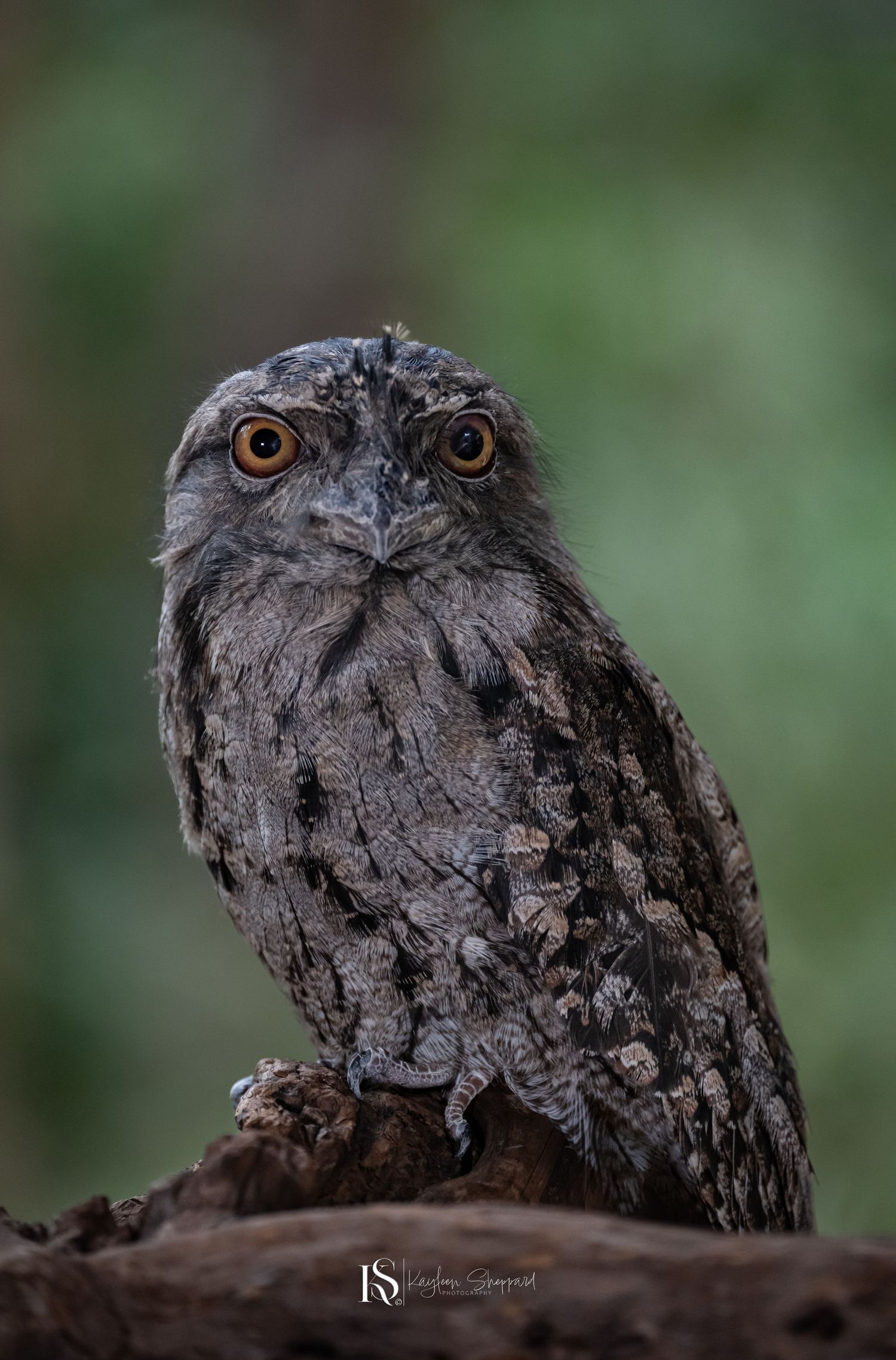 Wildlife photography portfolio showcasing Australian animals and landscapes, available as premium fine art wall art prints in Brisbane.