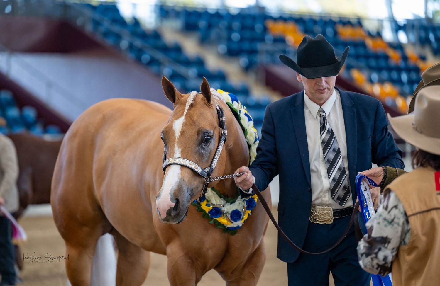 Professional equine photography portfolio featuring western performance horses, heartfelt portraits and show season imagery in Queensland.