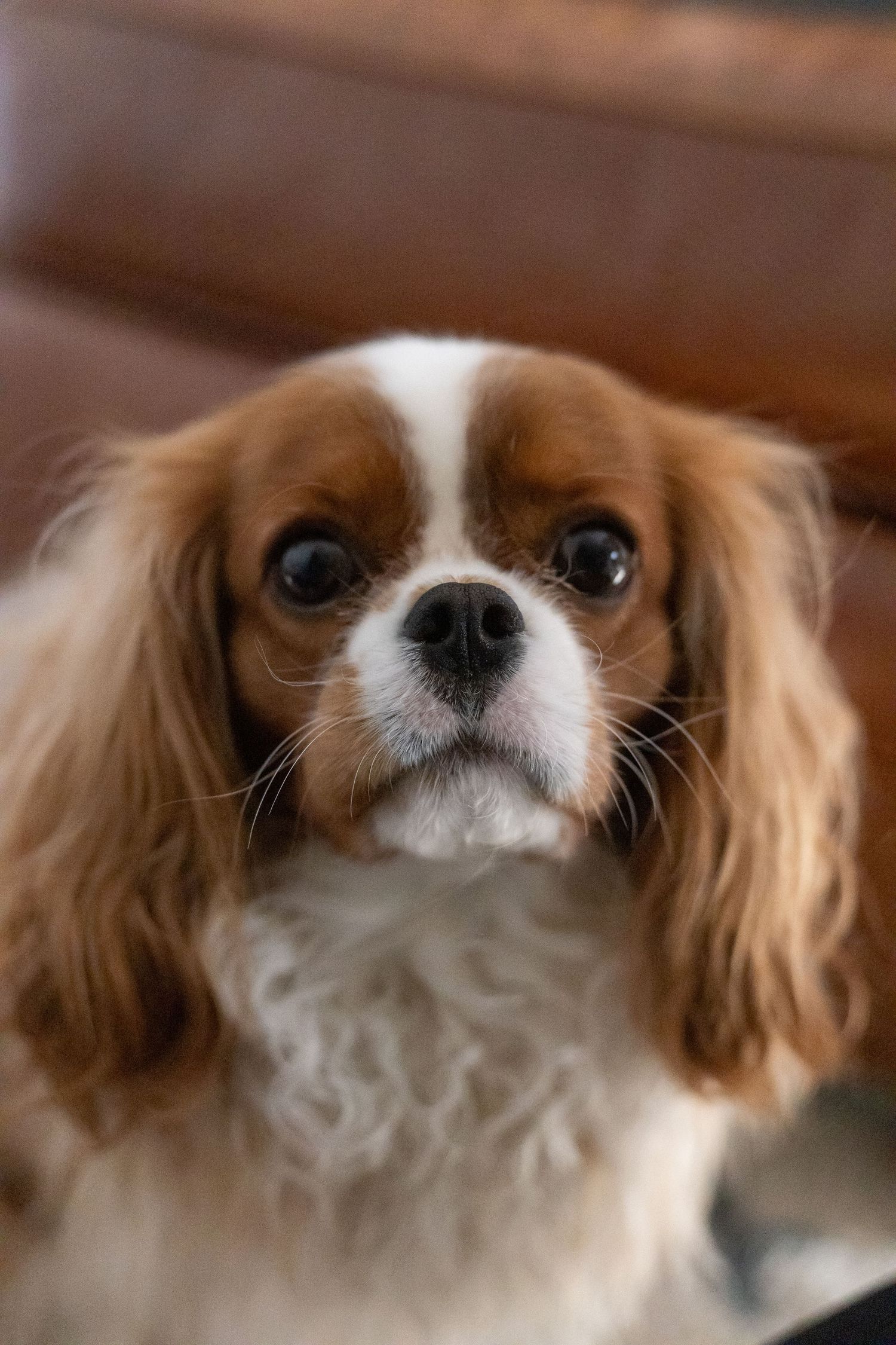 Close-up of a small dog looking at the camera