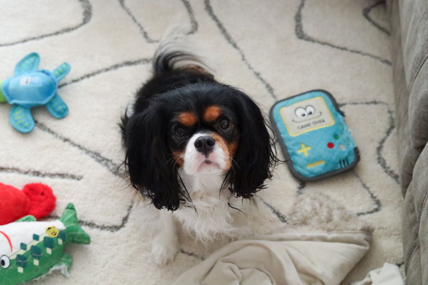 Dog looking at the camera, surrounded by toys