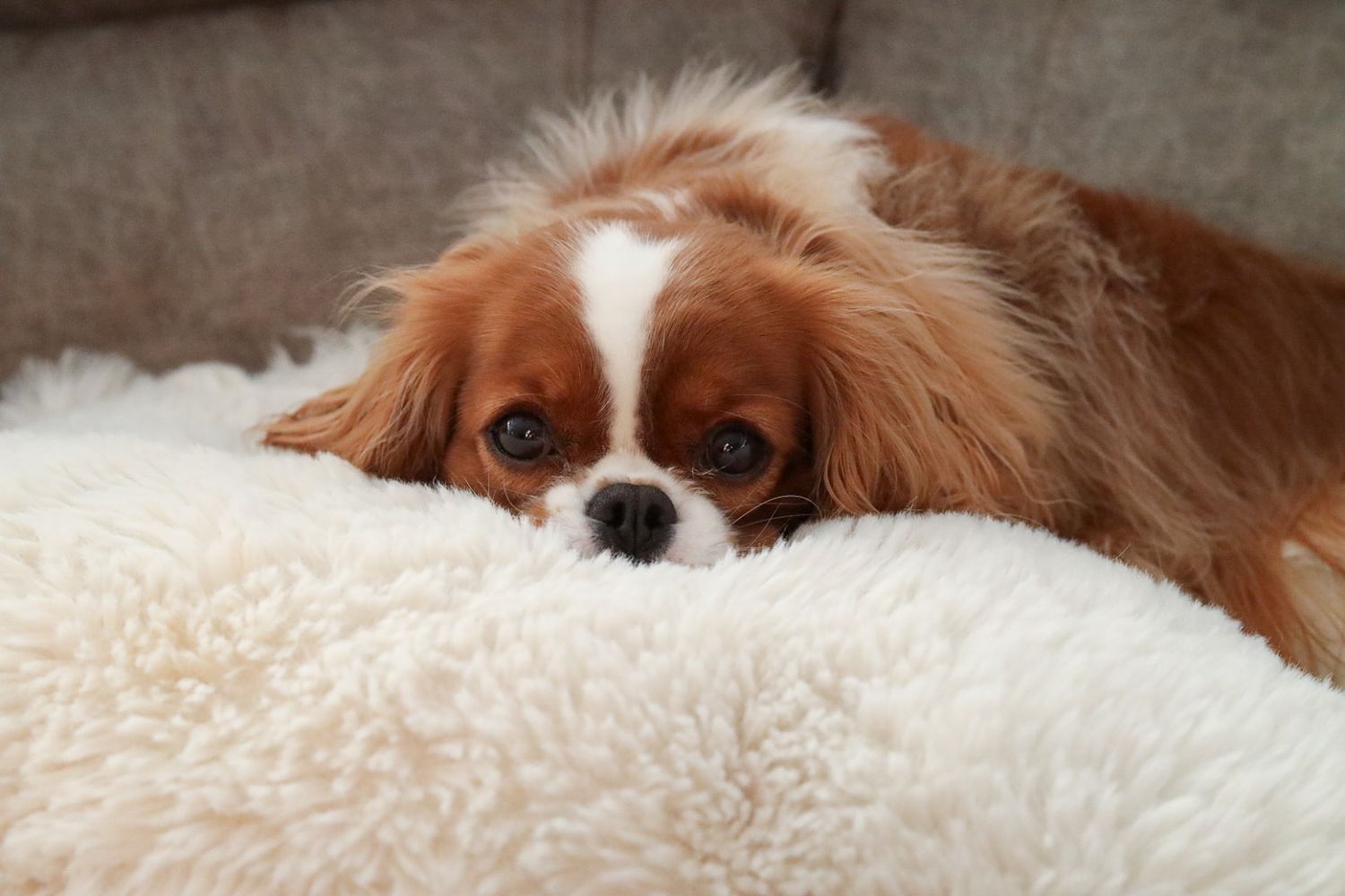Dog laying down looking at the camera