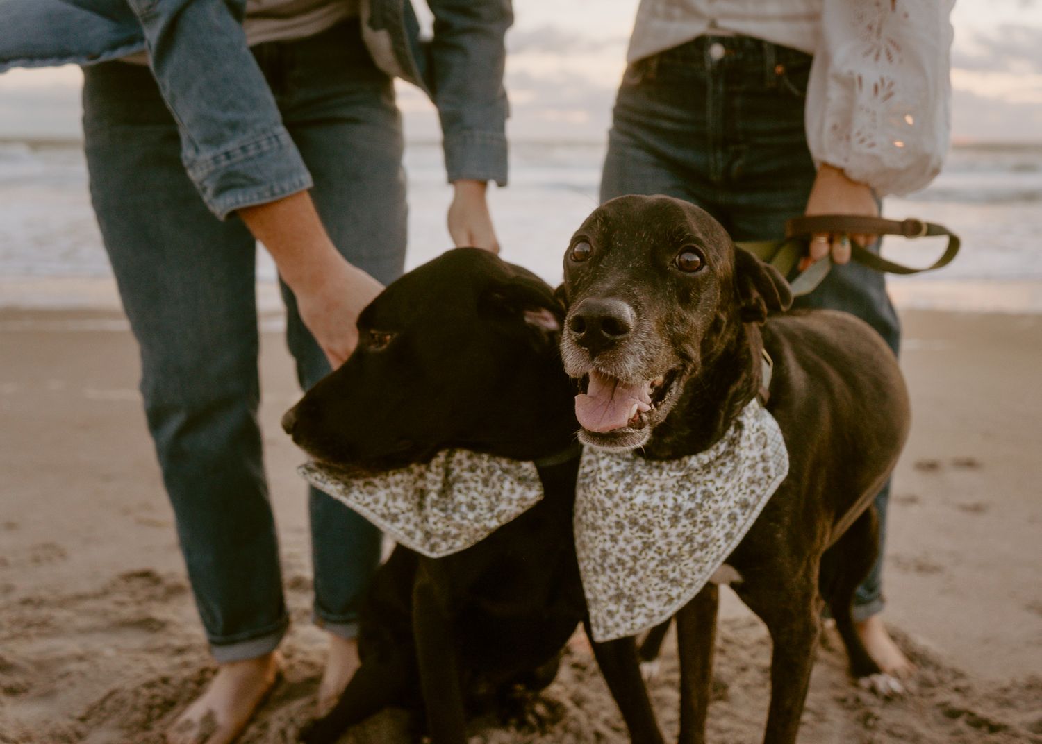 Two black dogs wearing floral bandanas on a beach with two people petting them at sunset.