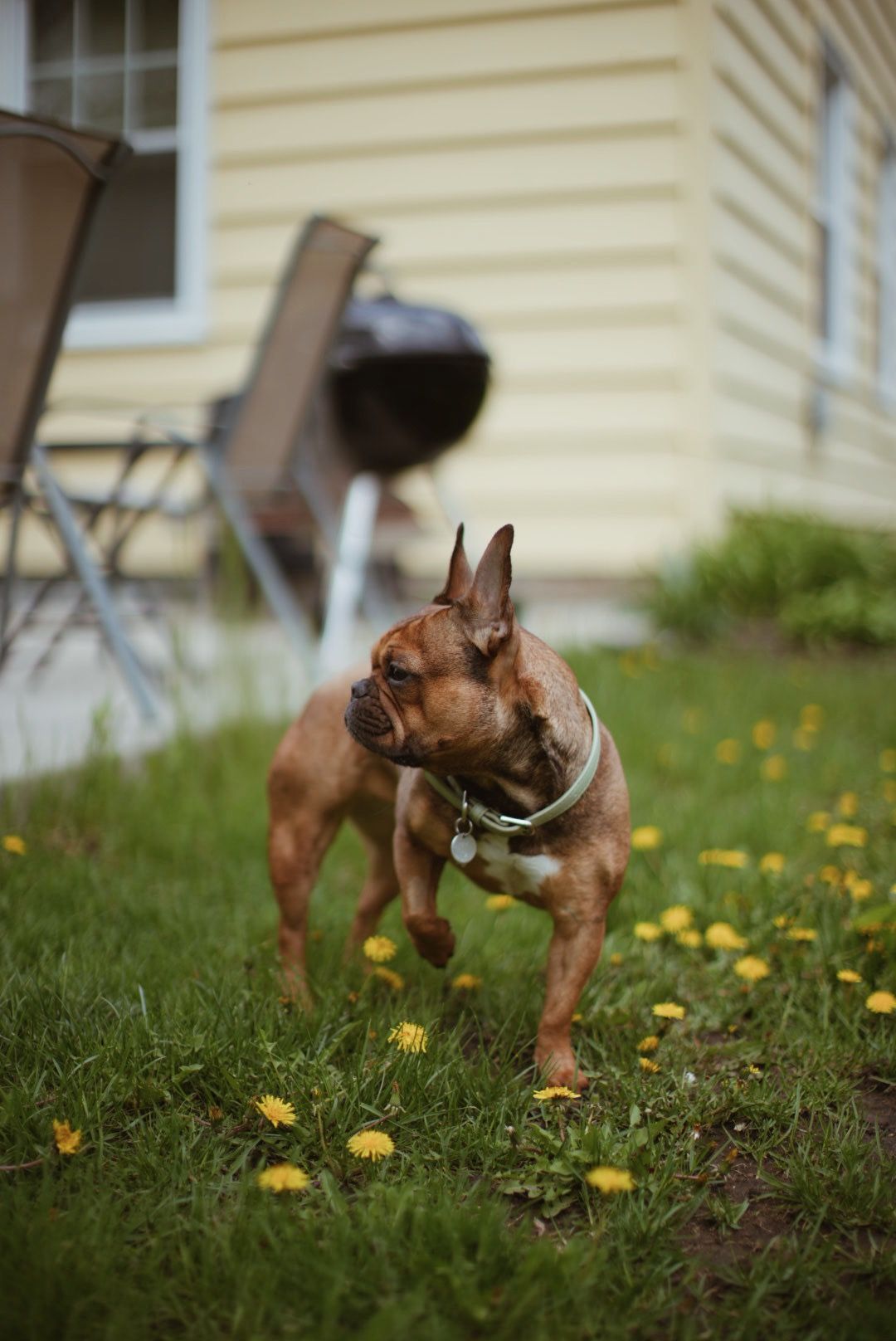 Brown French Bulldog alertly stands in a grassy yard with scattered yellow dandelions near a house.