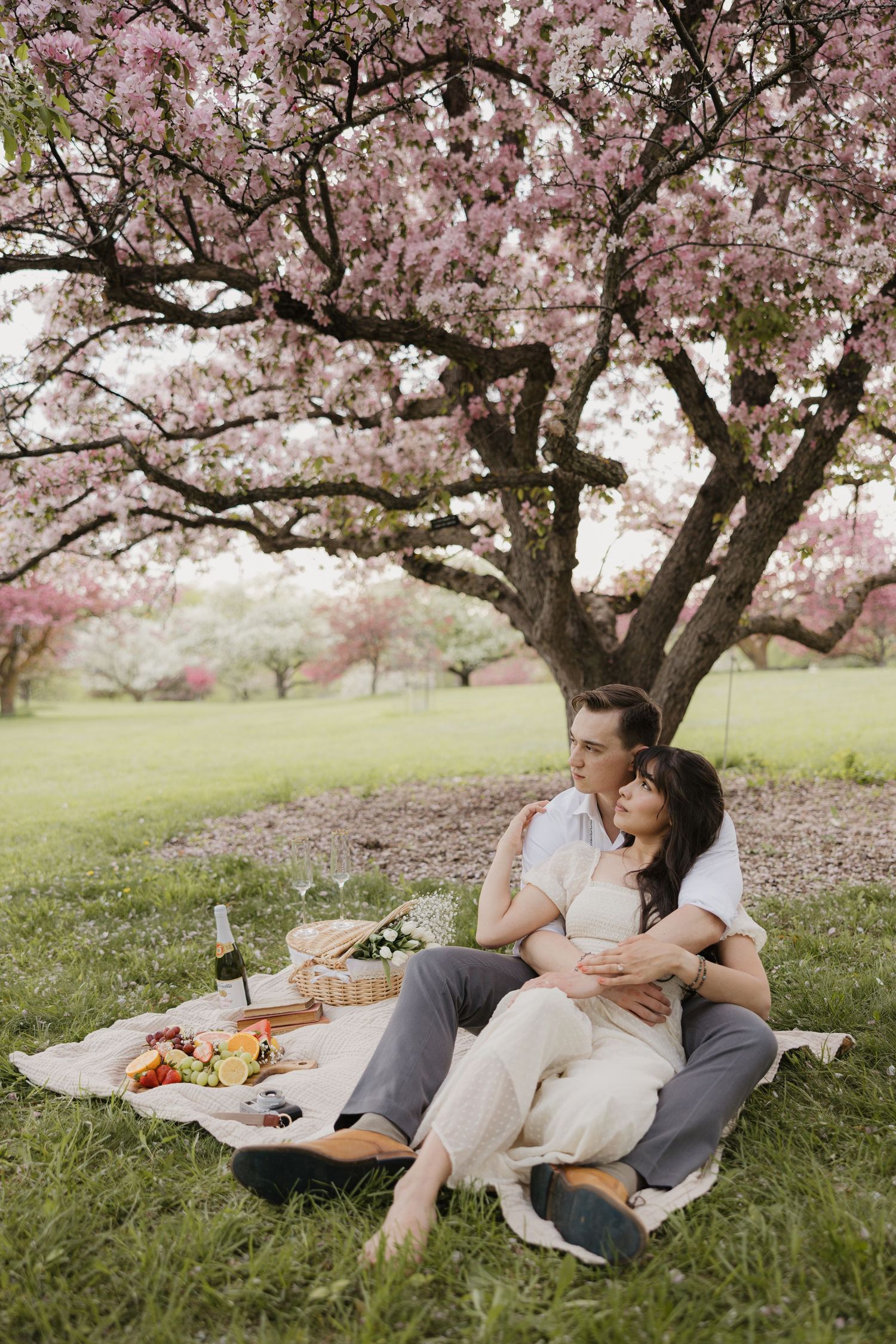 A couple enjoys a romantic spring picnic under blooming cherry blossom trees in a peaceful park setting.