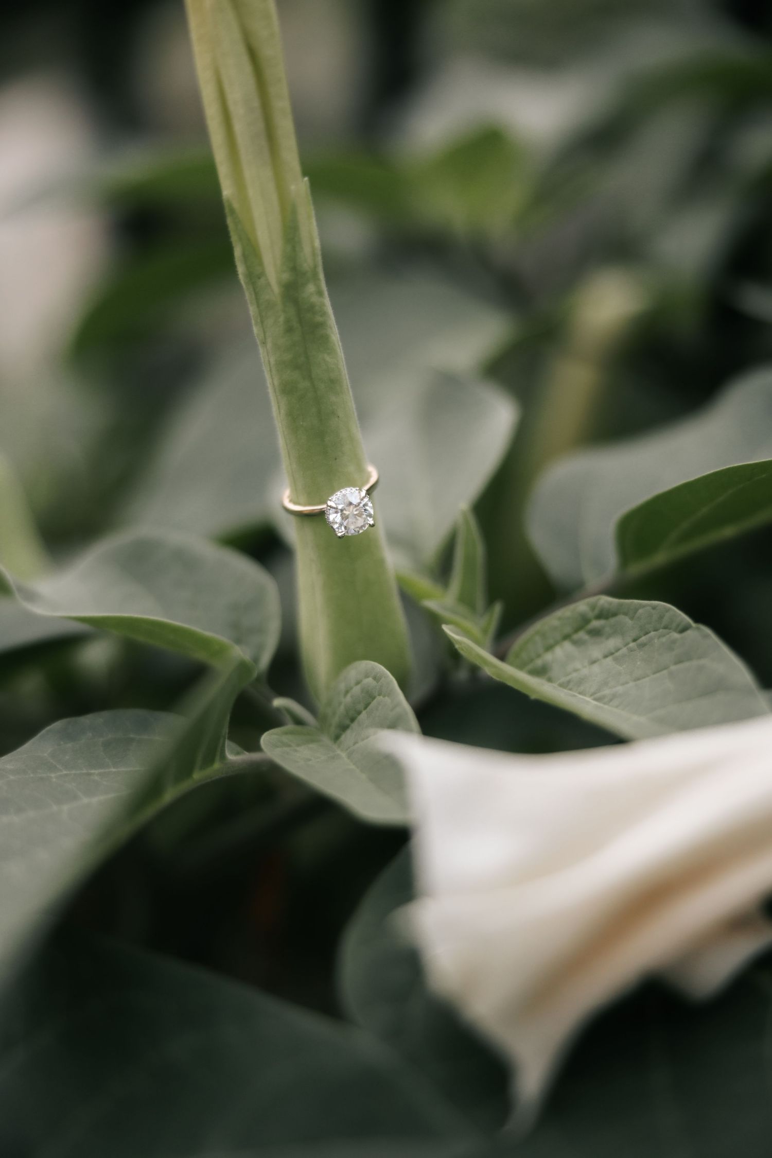 A sparkling diamond engagement ring sits delicately on a green plant stem surrounded by soft white petals and leaves.
