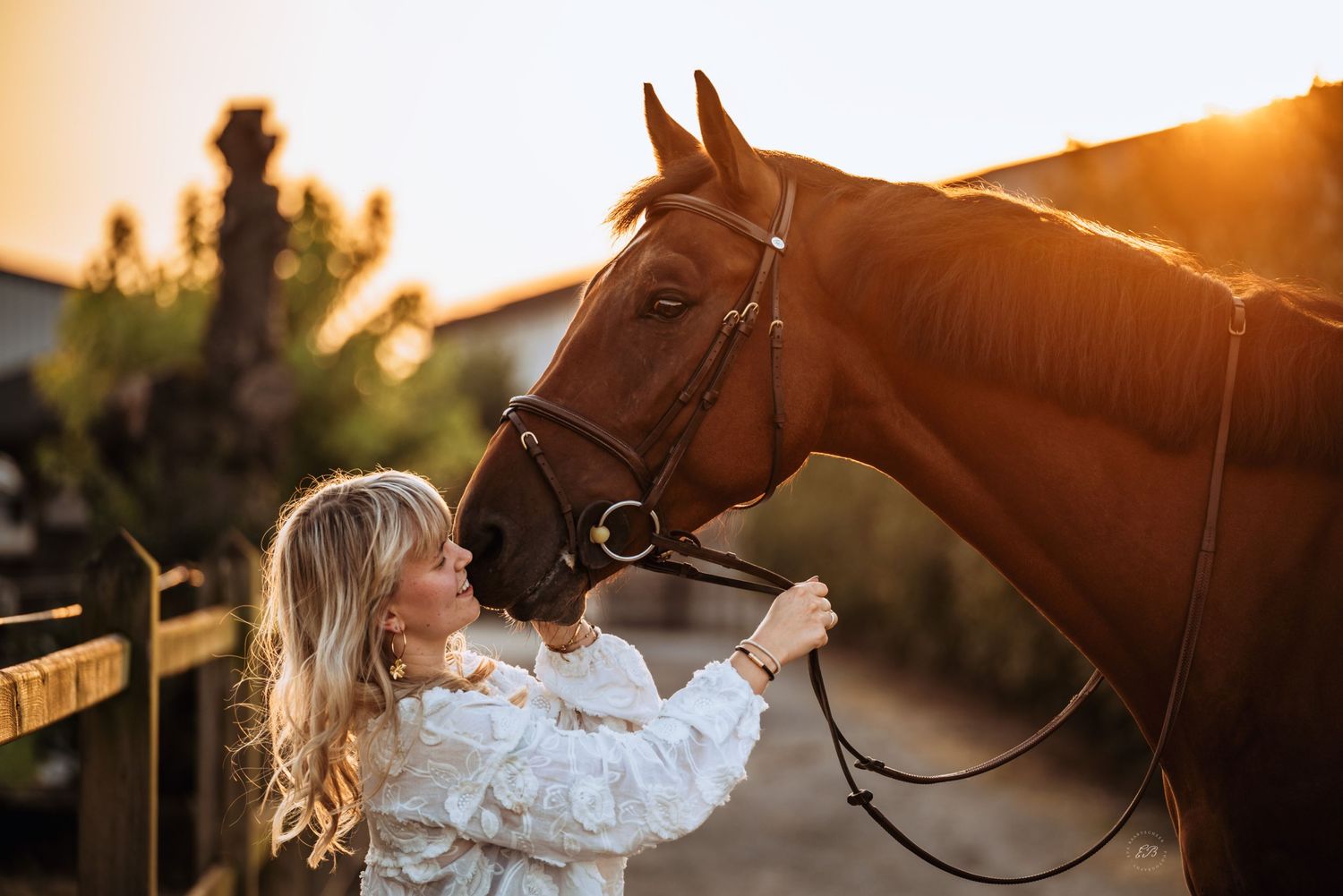 Paard