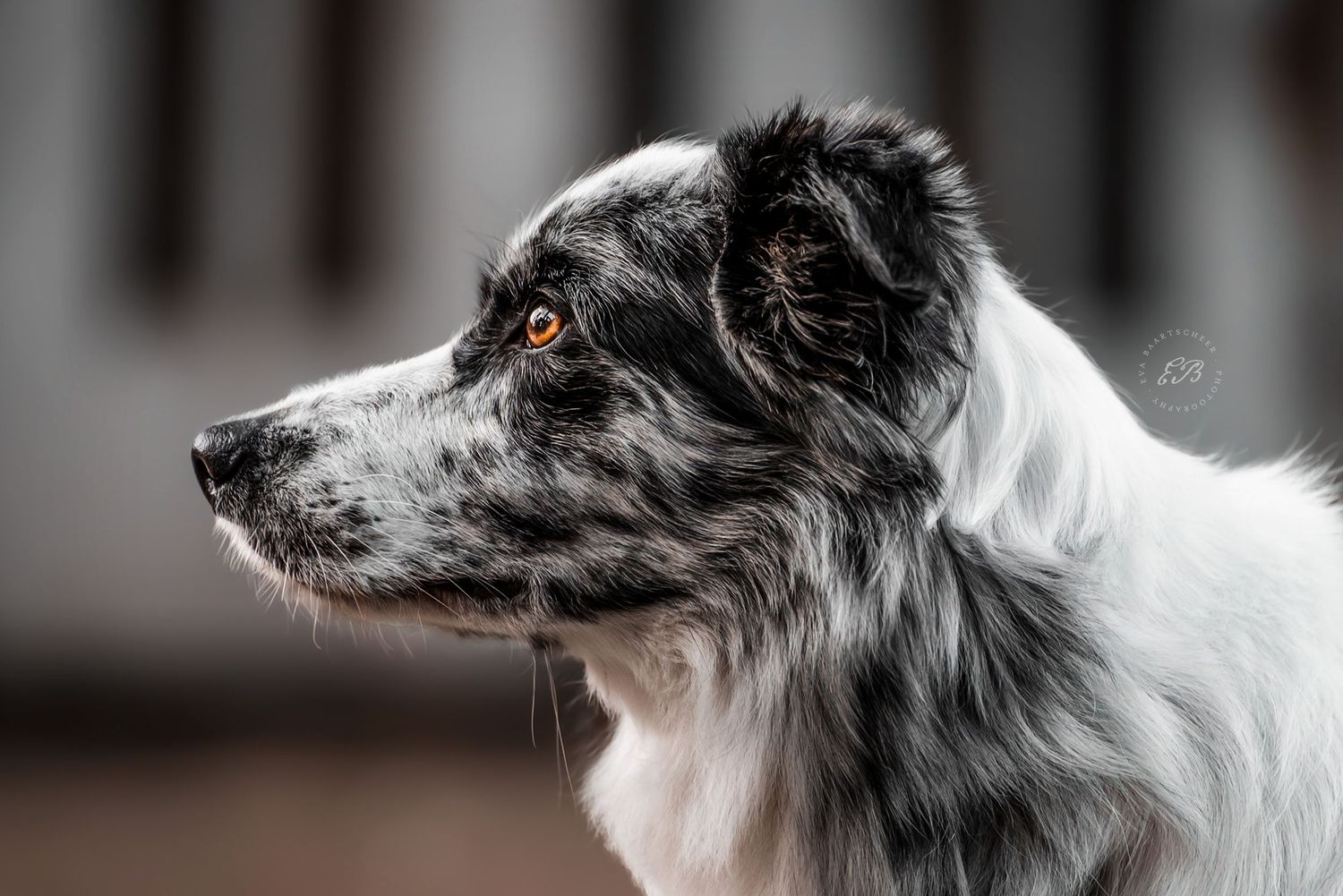 Bordercollie