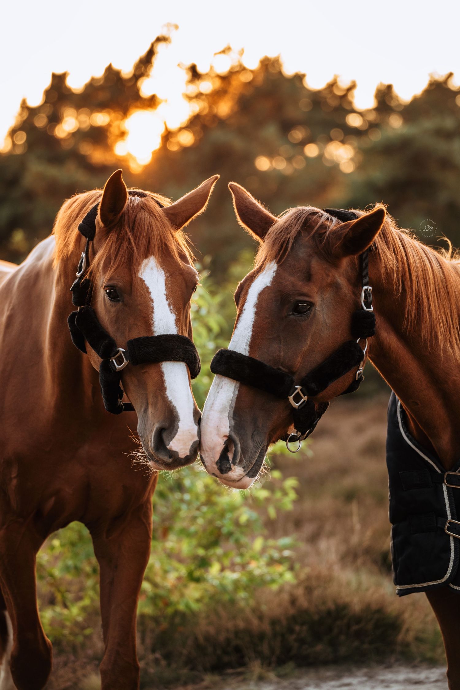 Paarden