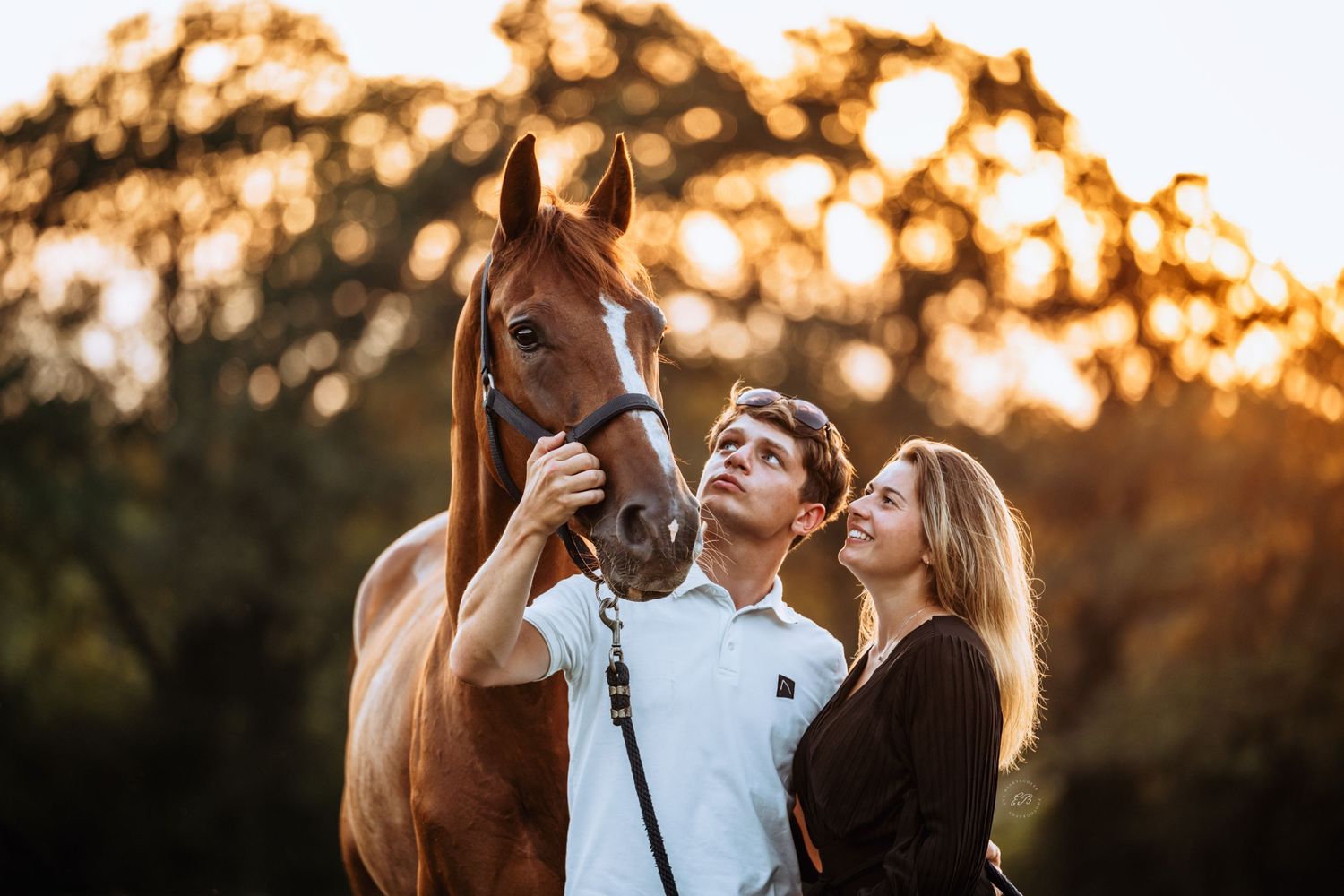 Paard