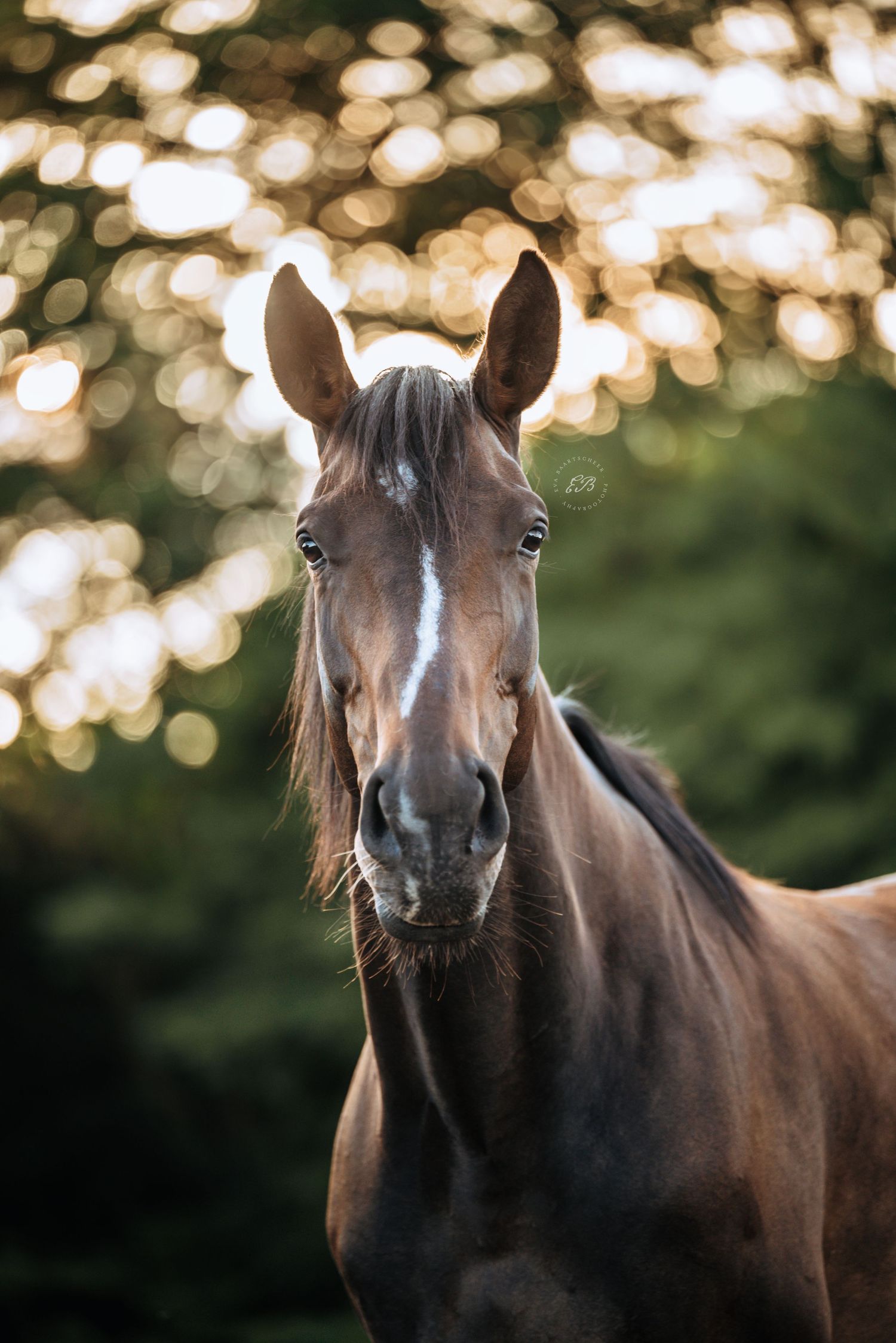 Paard