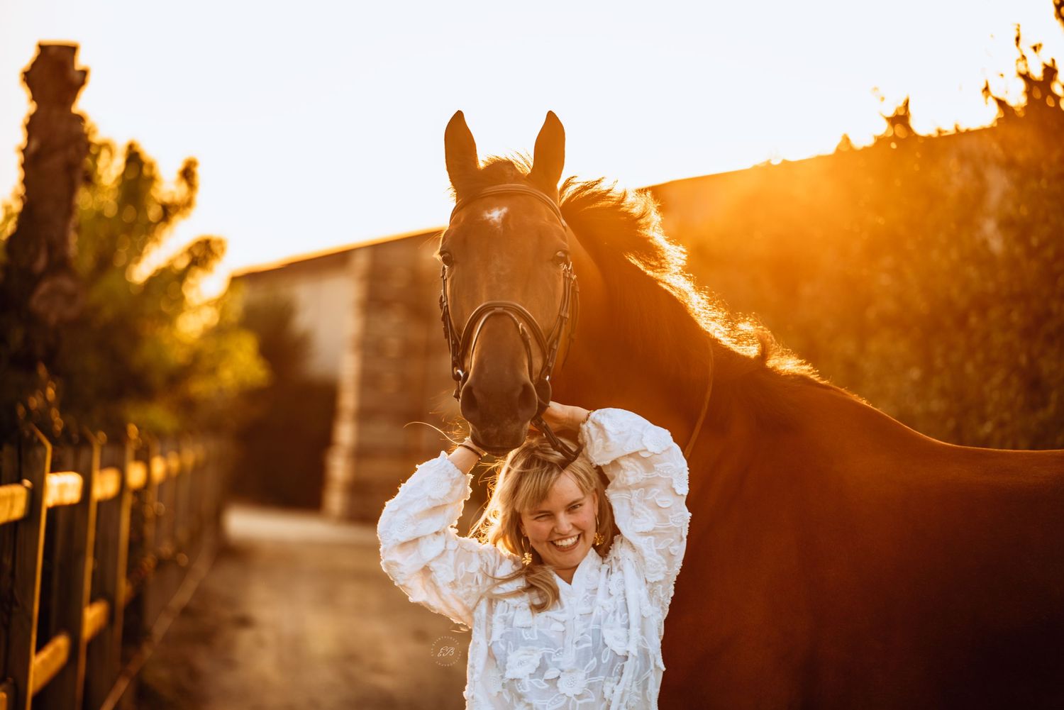 Paard gefotografeerd in het golden hour