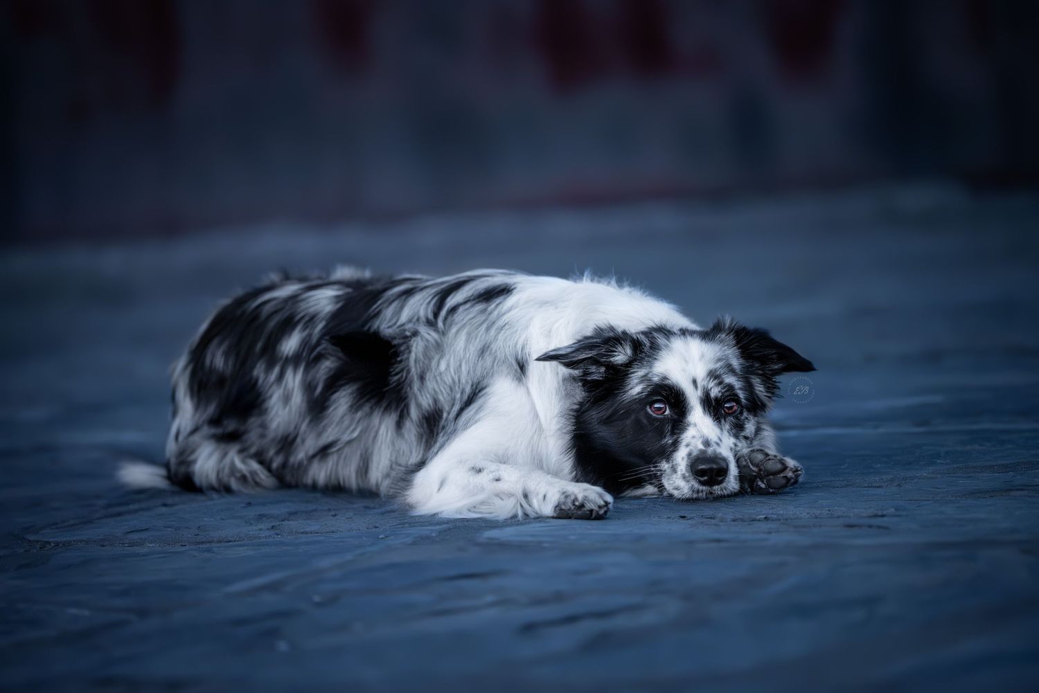 Bordercollie
