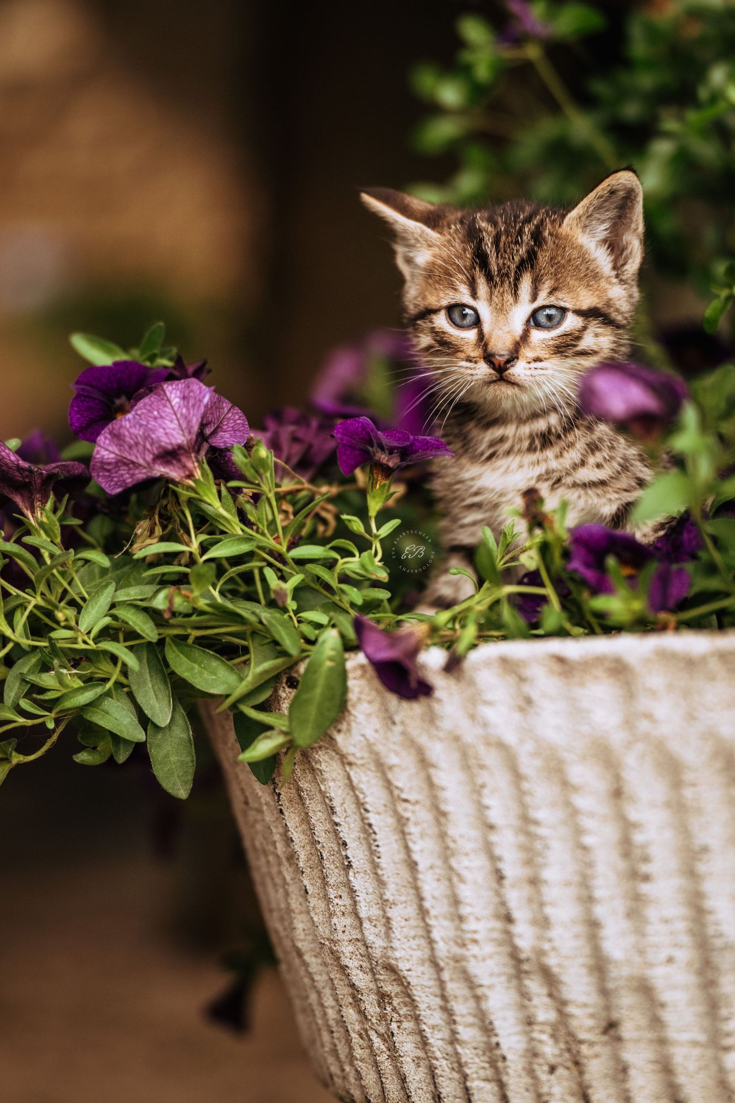 Kitten in bloembak, gefotografeerd in Peer, Limburg België, door dierenfotograaf Eva Baartscheer Photography.