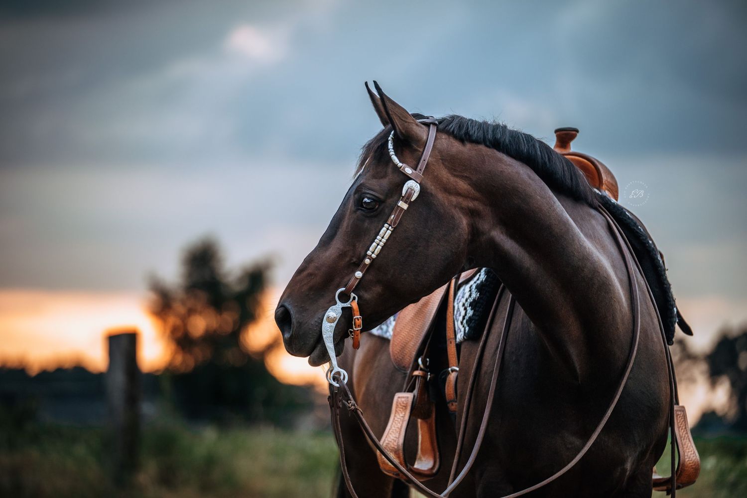 Westernpaard