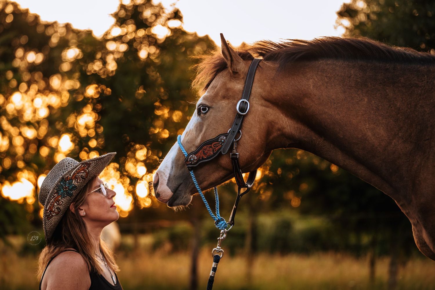 Paard