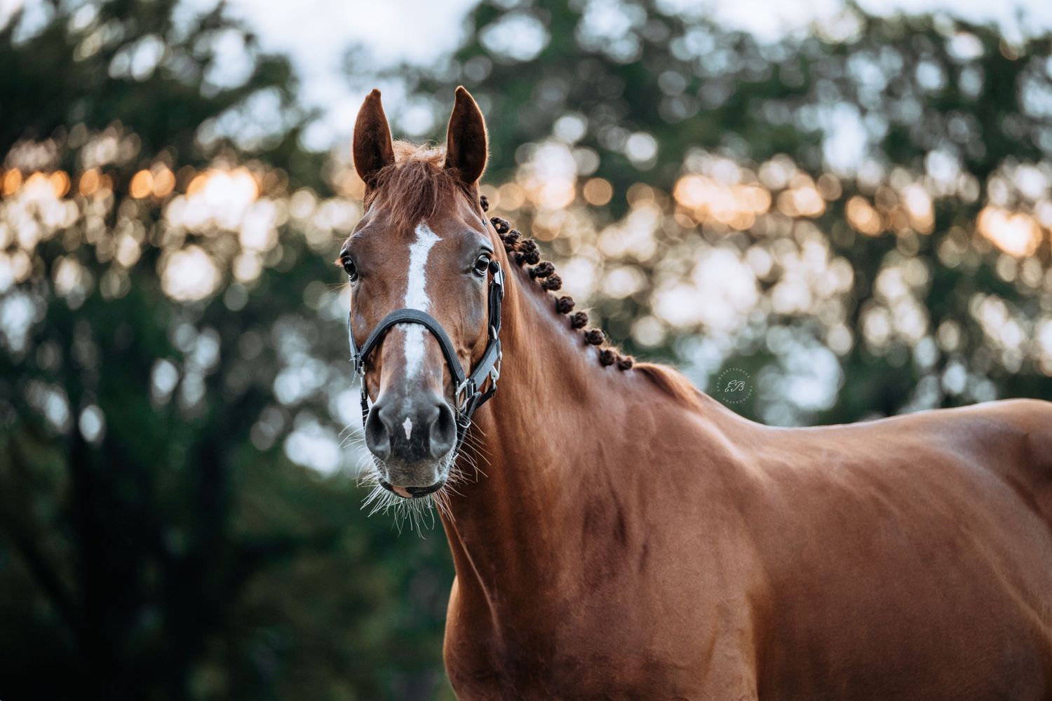 Paard