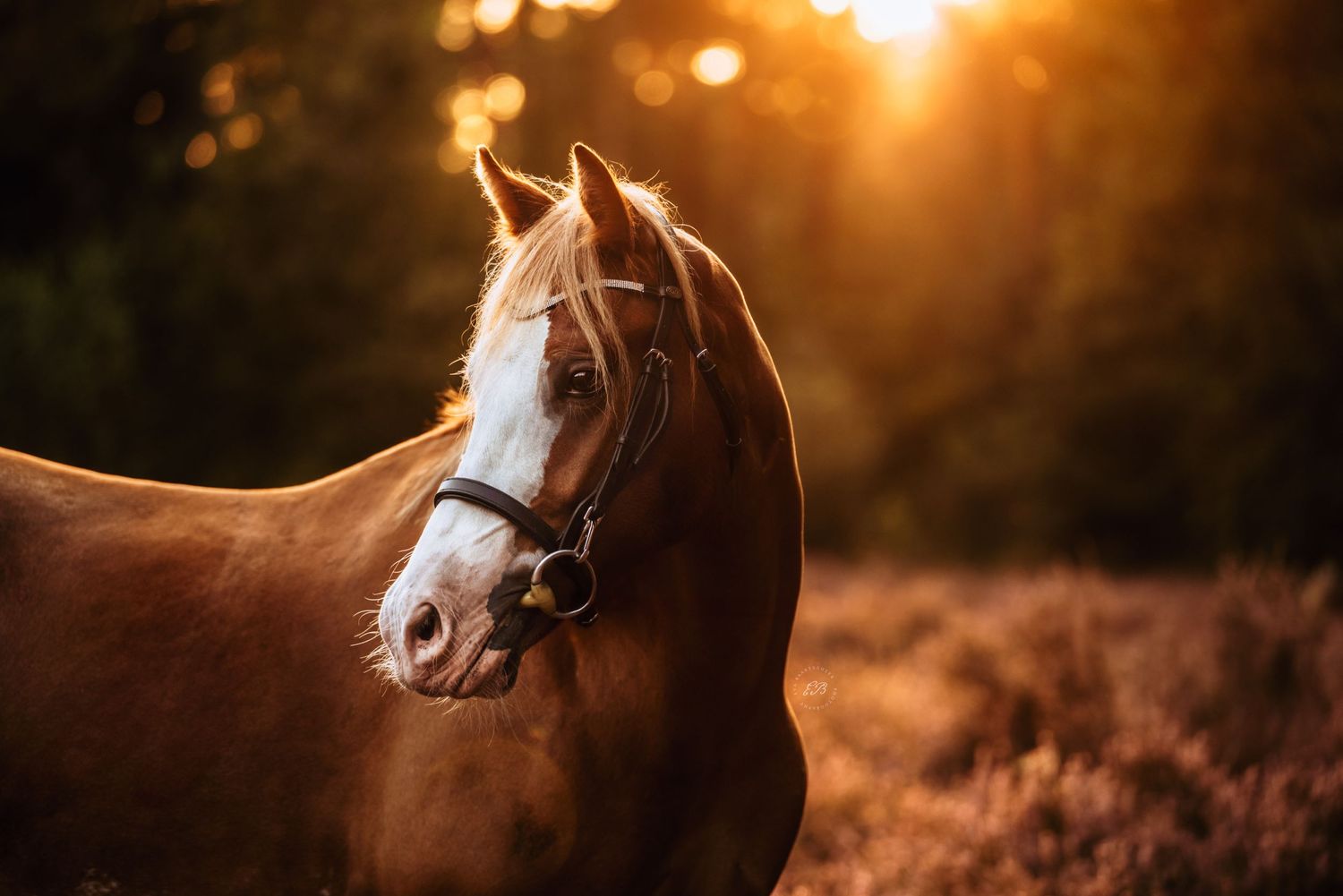 Paard