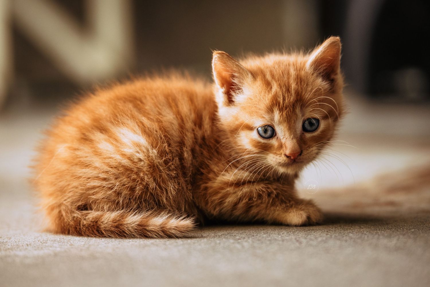 Rosse kitten met blauwe oogjes, kattenfotografie gemaakt in Peer, Limburg België. Copyright: Eva Baartscheer Photography - dierenfotograaf