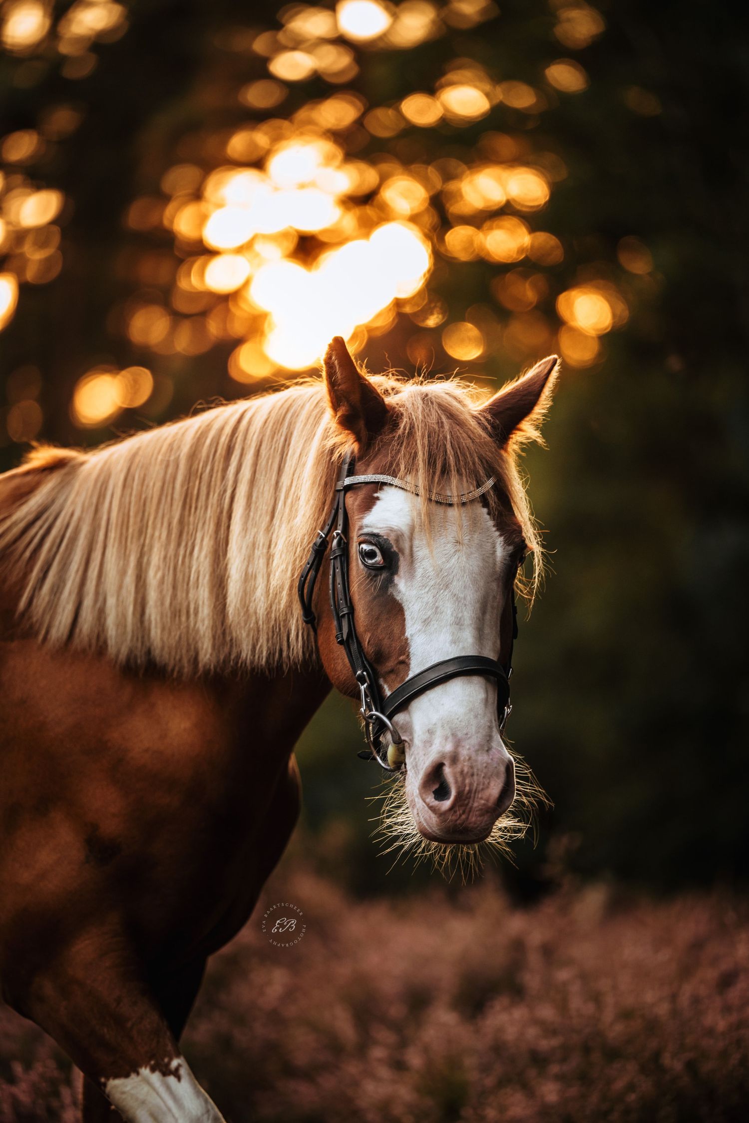 Paard