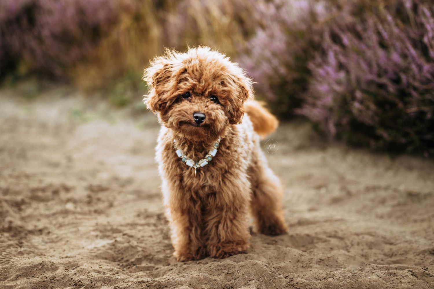Toy poedel hond Blue in de duinen gefotografeerd, in Lommel België, door honden- en dierenfotograaf Eva Baartscheer Photography.