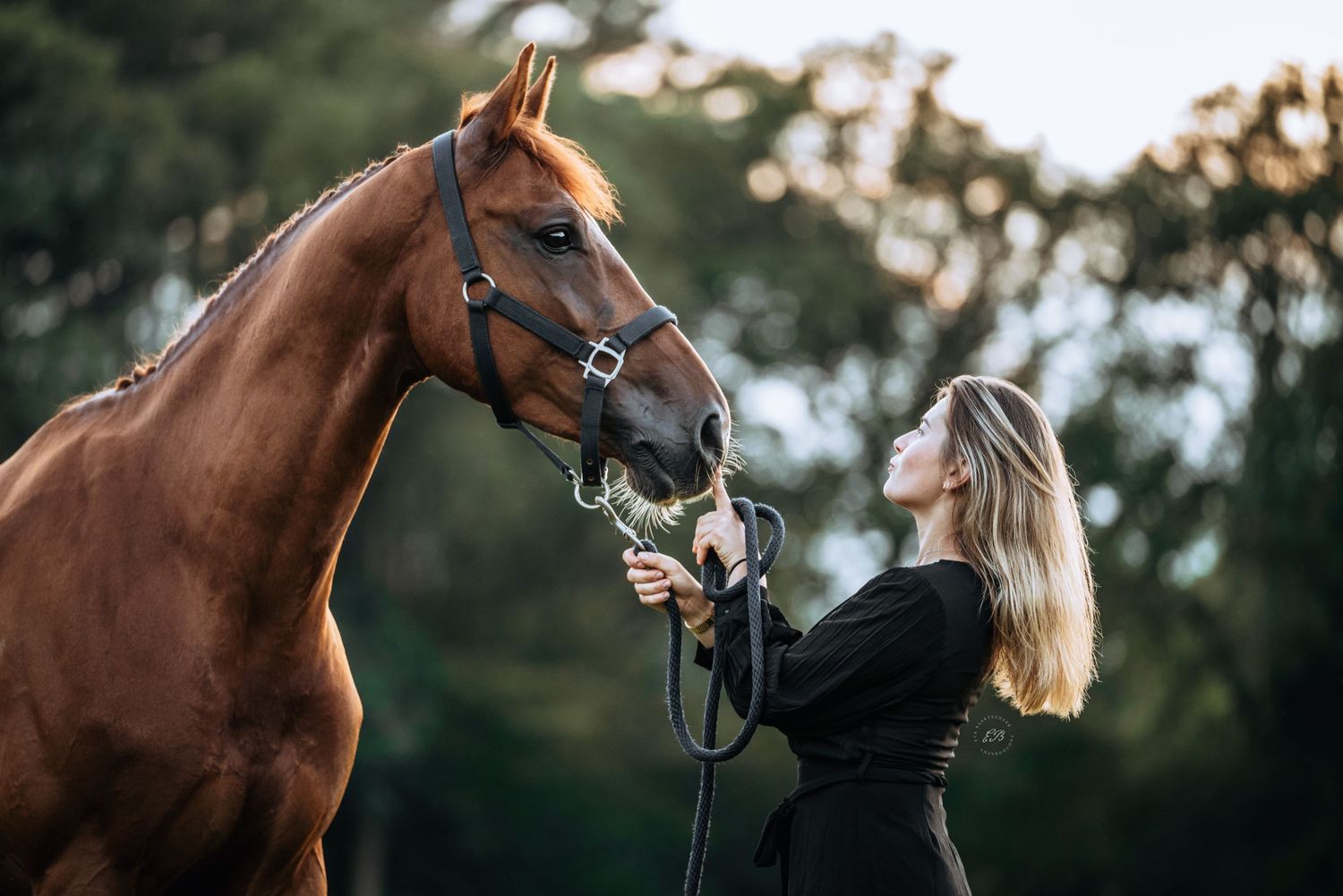Paard