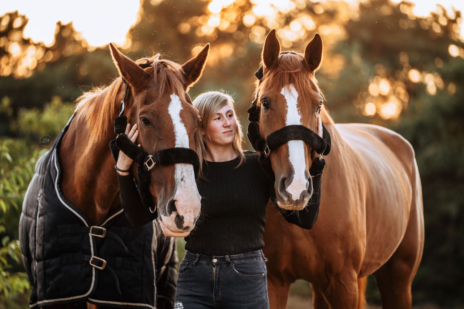 Paardenfotografie Zonhoven