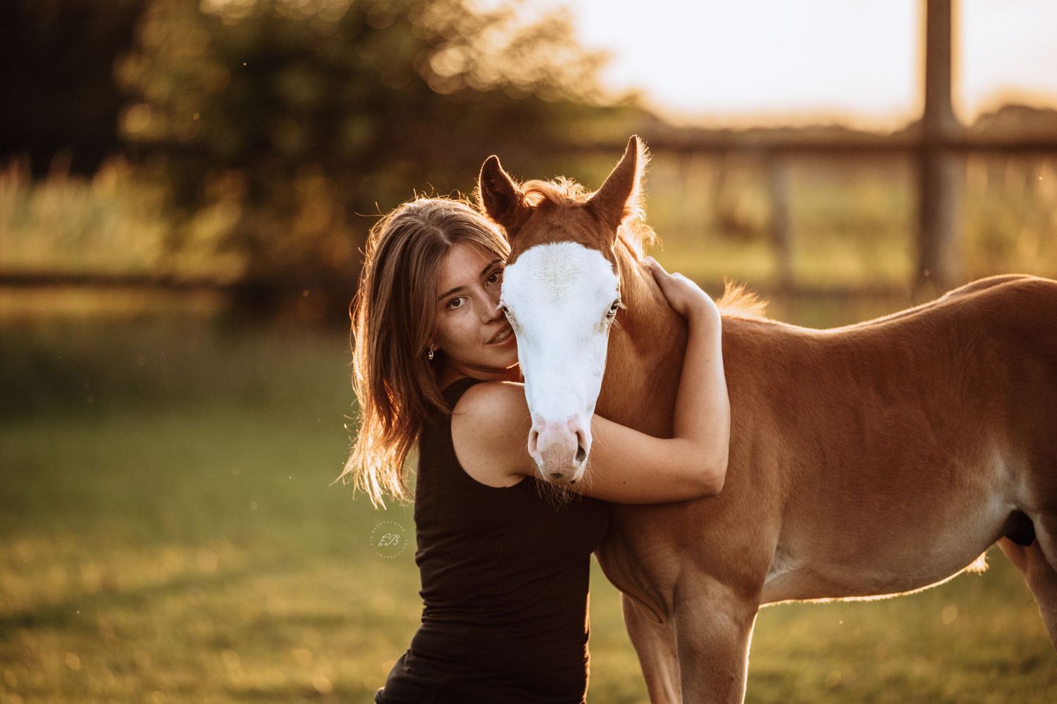 Paard
