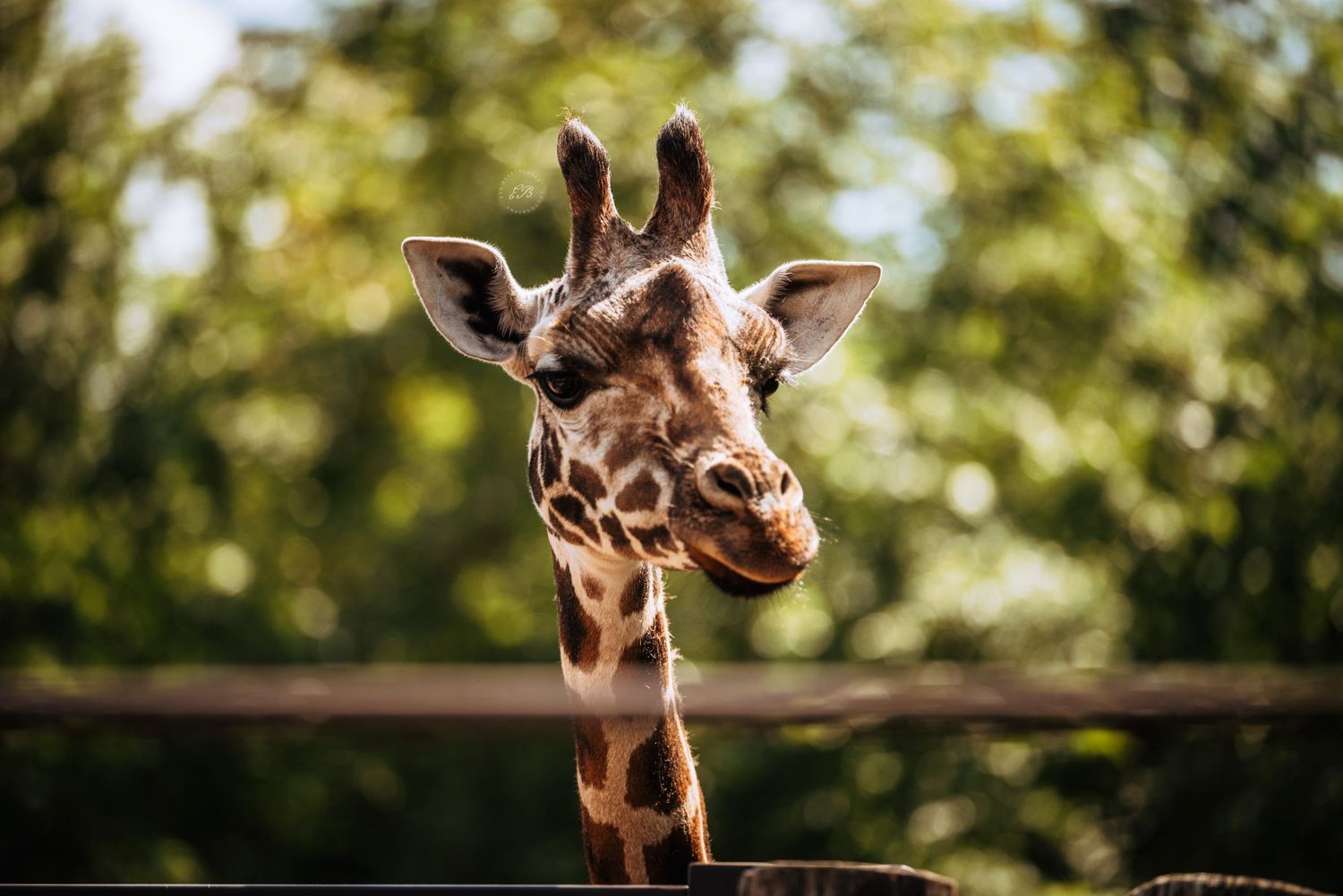 Fotografie van een giraf in dierentuin Pairi Daiza, gemaakt door dierenfotograaf: Eva Baartscheer Photography.