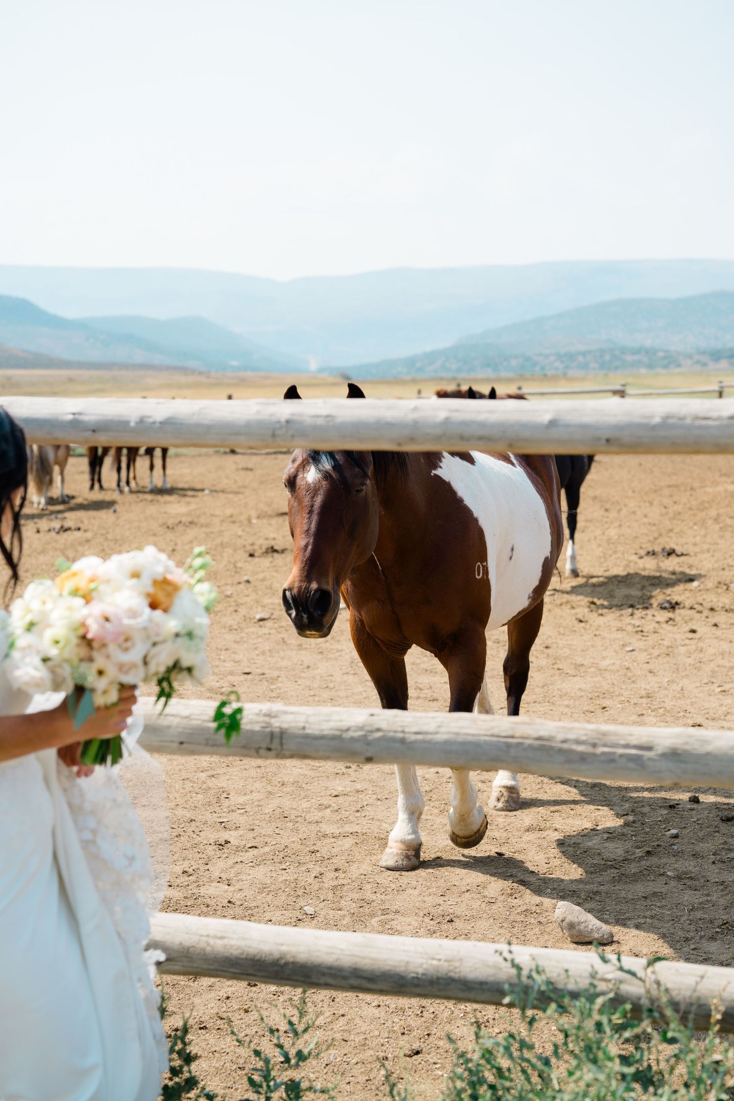 Horses stand in a desert landscape with mountains in the background while white floral decorations adorn a fence.